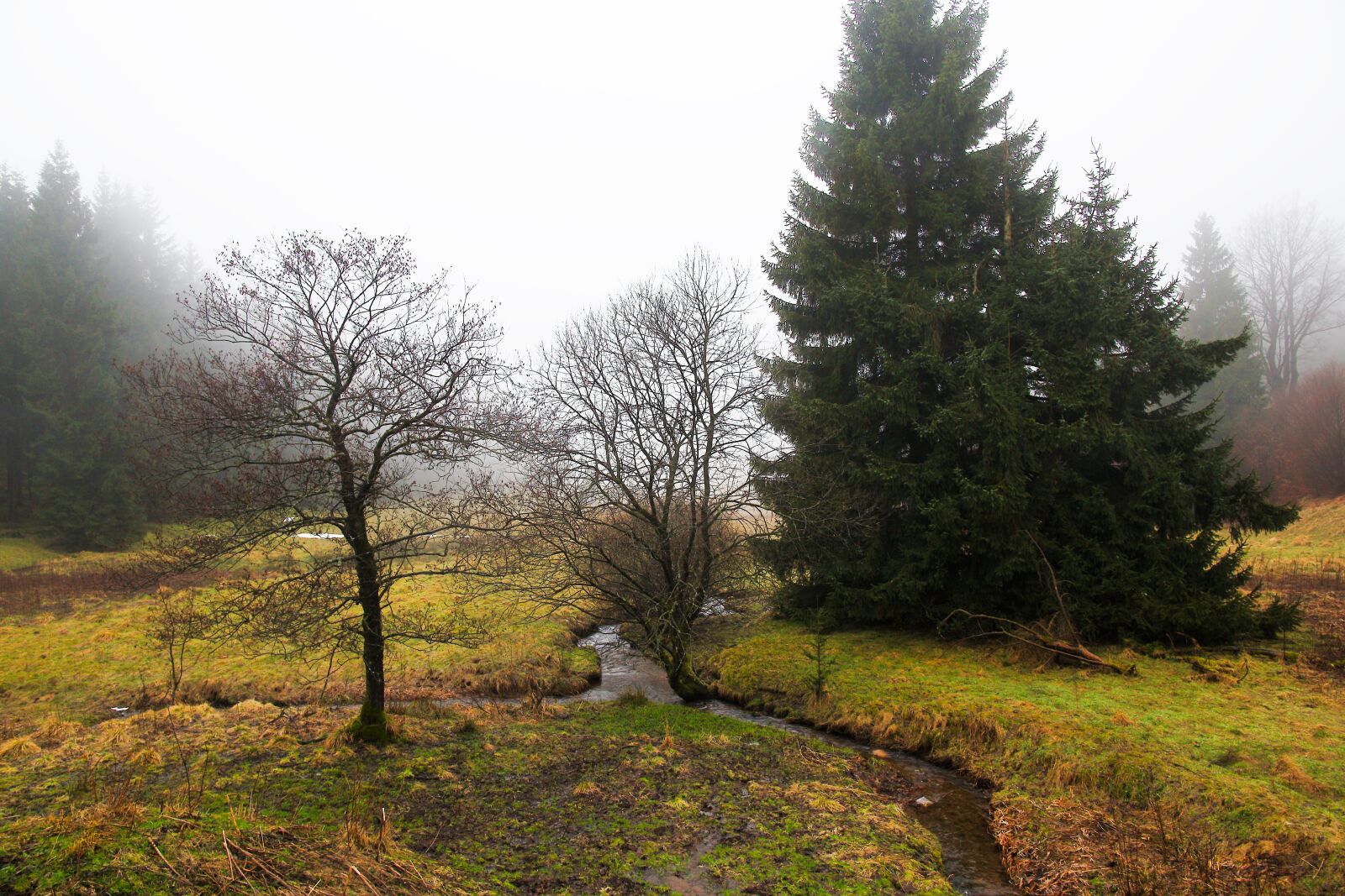 Canon EOS 6D sample photo. Nature, tree, landscape photography