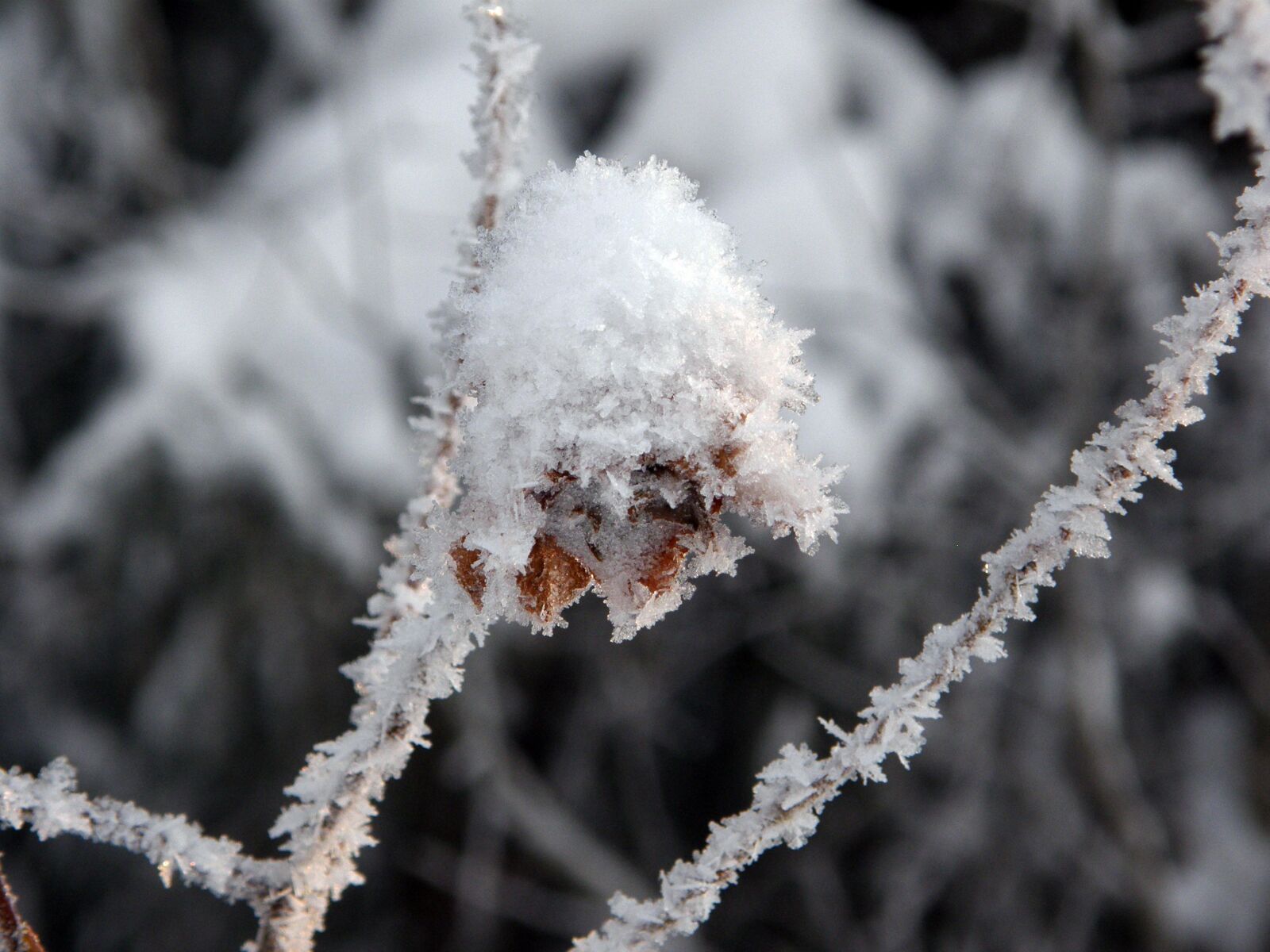 Olympus SP550UZ sample photo. Winter, coldly, snowflakes photography