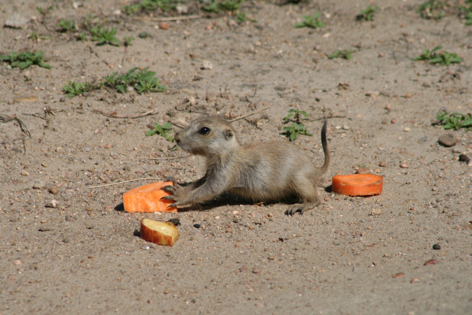 Canon EOS 400D (EOS Digital Rebel XTi / EOS Kiss Digital X) sample photo. Desert, mammal, sand photography