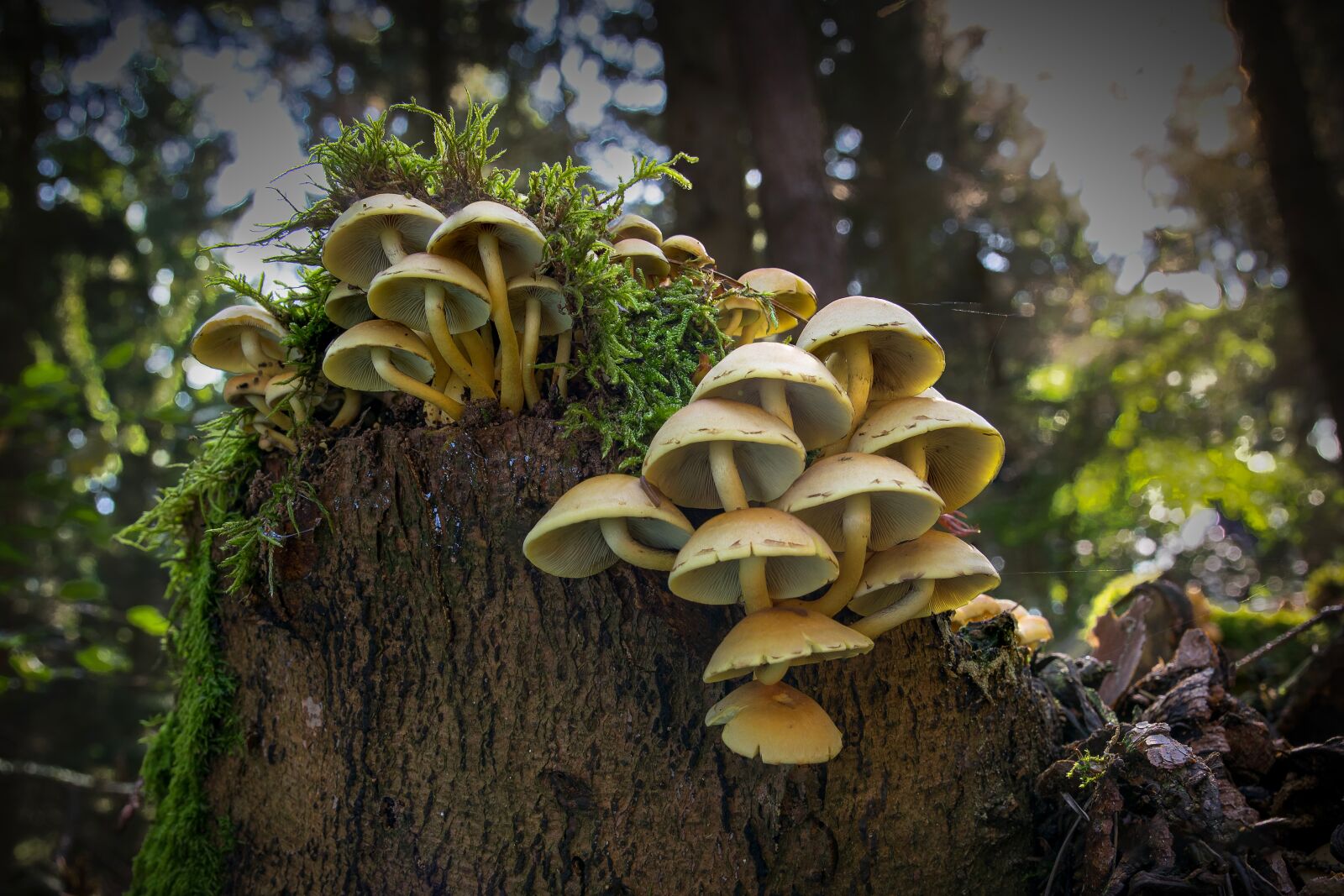 Nikon D5300 sample photo. Mushrooms, forest, autumn photography