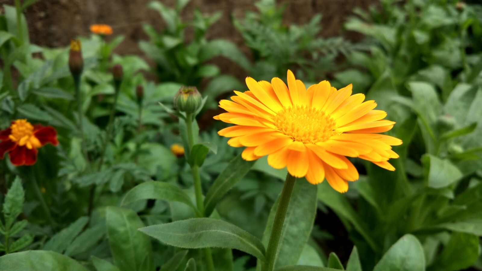 Xiaomi MI 5 sample photo. Flower, sunflowe, r yellow photography