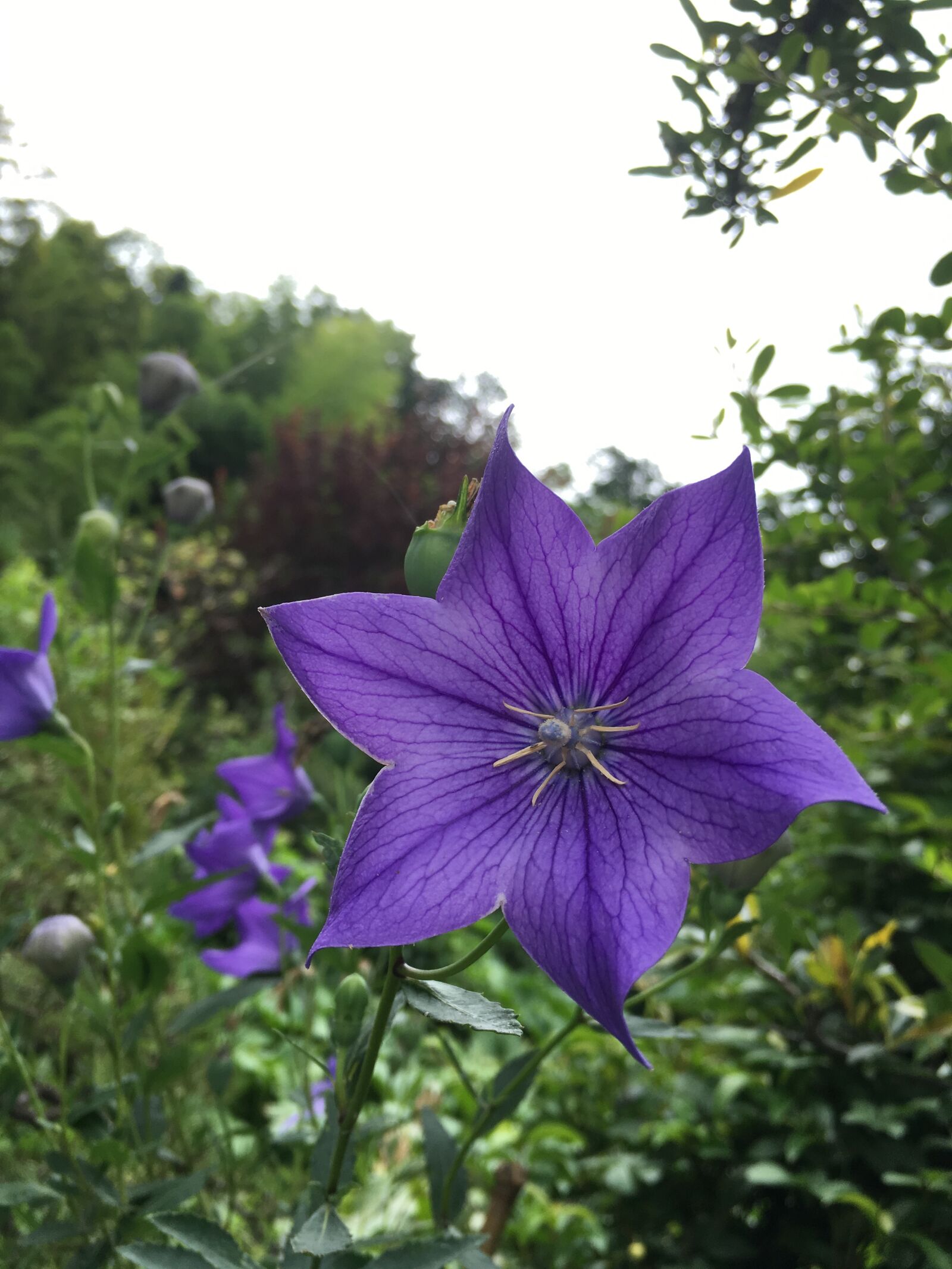 Apple iPhone 6s sample photo. Flowers, kikyo, platycodon grandiflorum photography