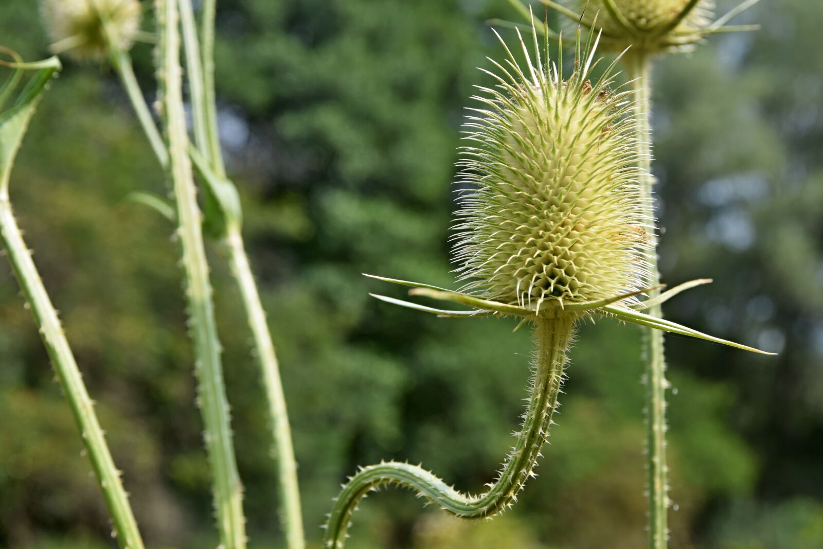 Nikon D5300 sample photo. Thistle, nature, meadow photography