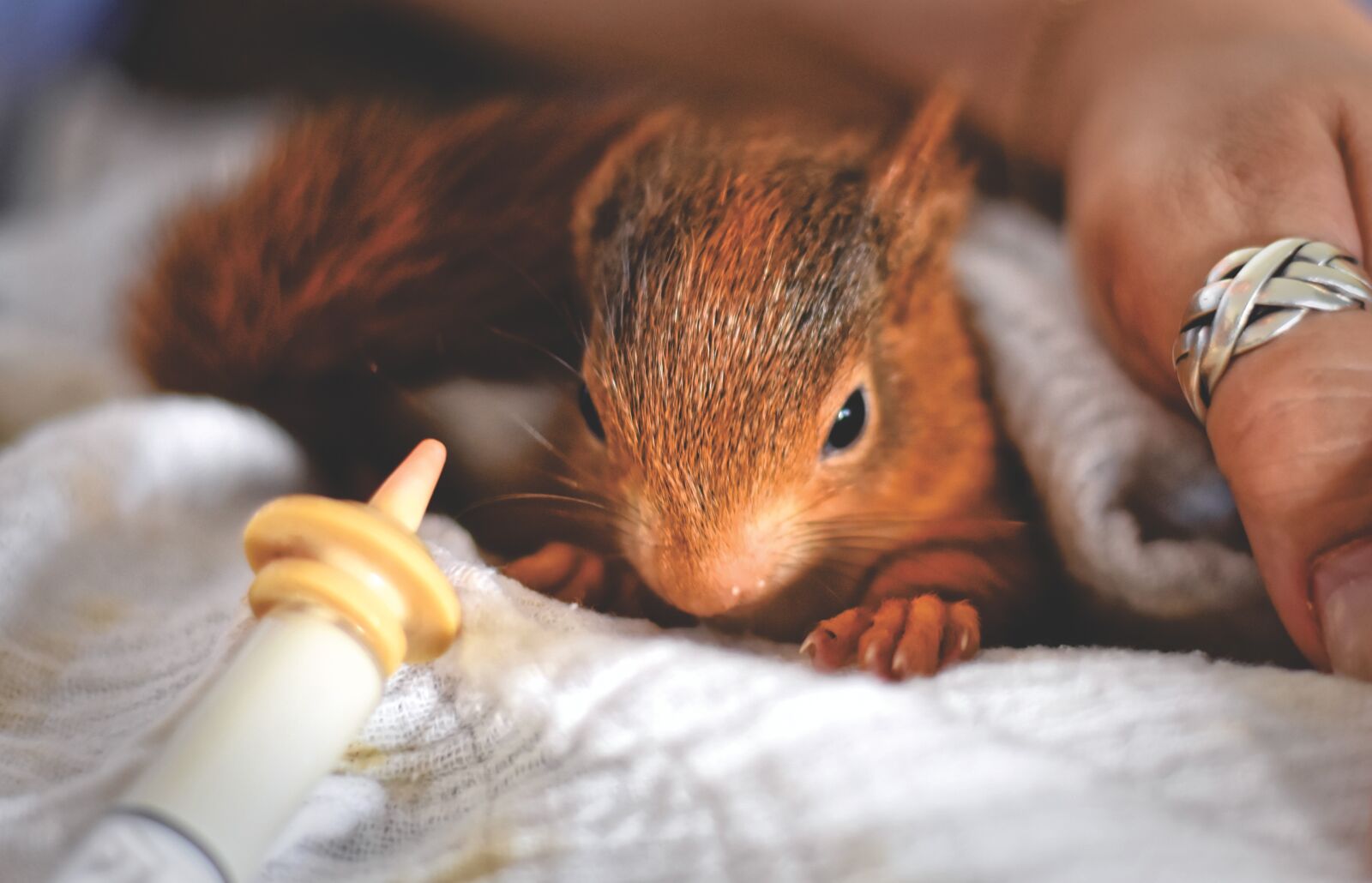 Nikon D7200 sample photo. Squirrel, young animal, foundling photography