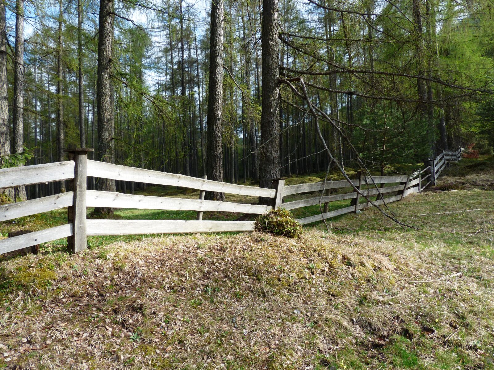Panasonic Lumix DMC-FZ200 sample photo. Fence, wood fence, paling photography