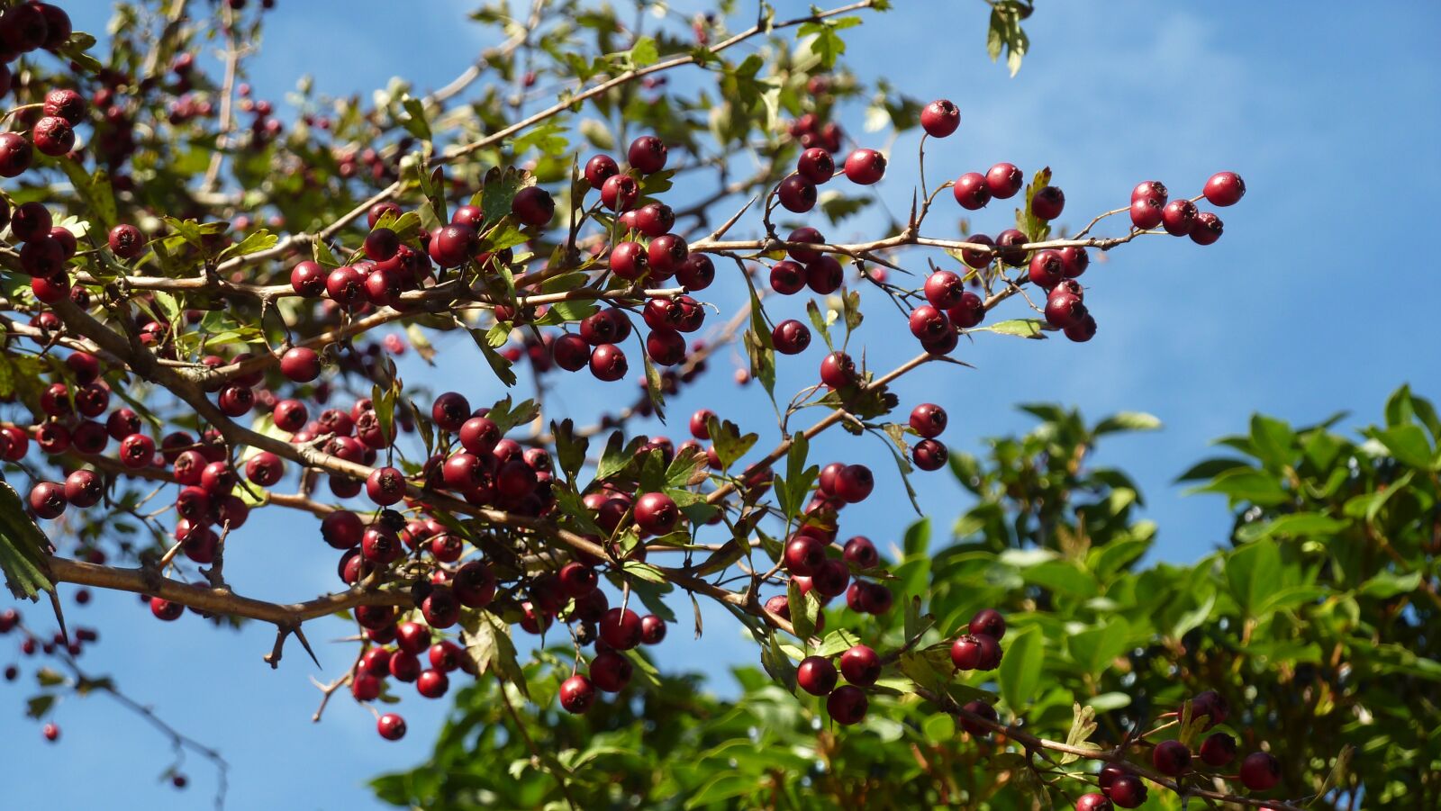 Leica V-Lux 20 sample photo. Berries, sky, trees photography