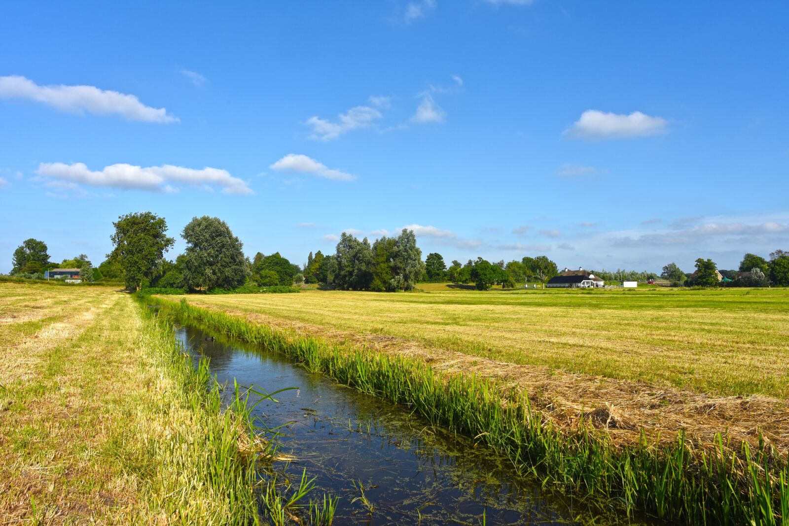 Nikon D750 sample photo. Field, grass, water photography