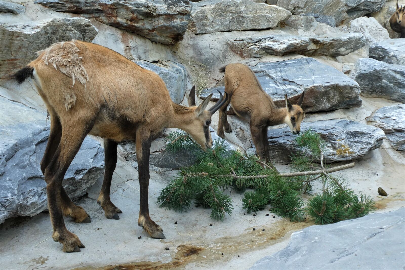 Panasonic Lumix DC-ZS70 (Lumix DC-TZ90) sample photo. Chamois, gems, zoo photography