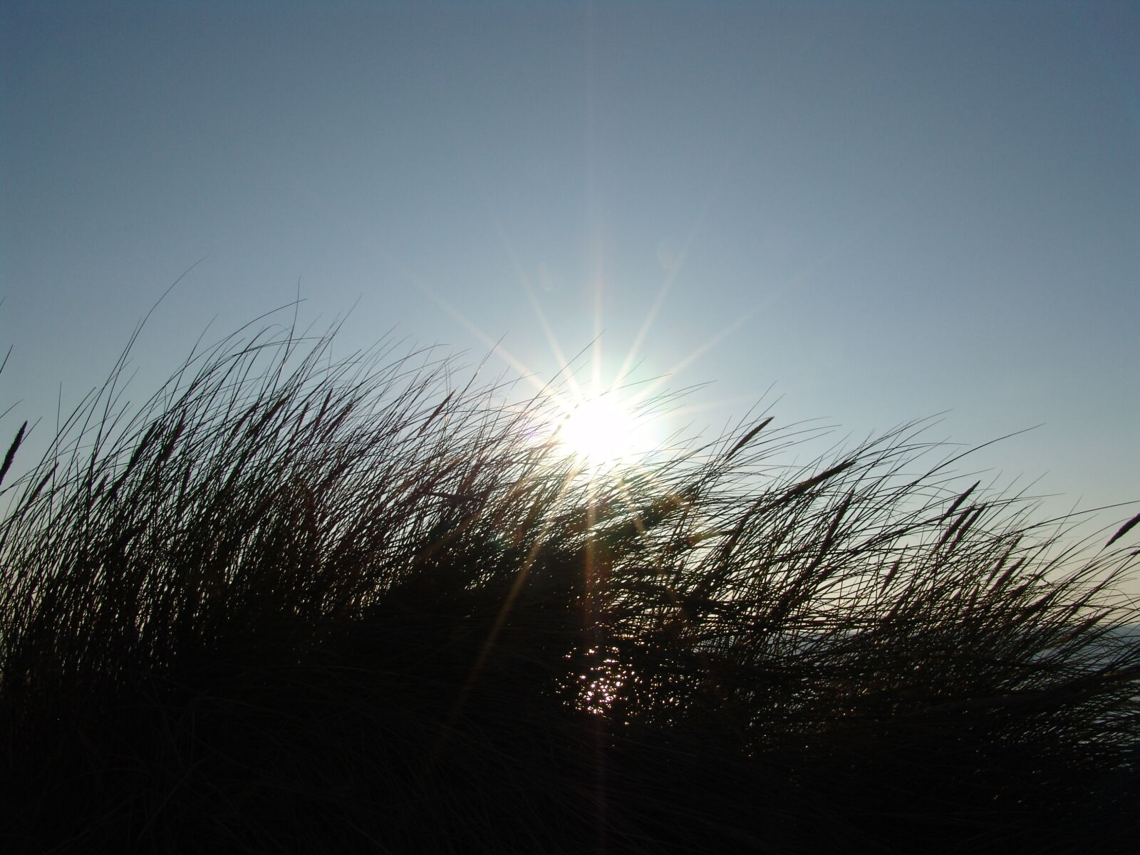 Sony DSC-F828 sample photo. Summer, sun, grass photography