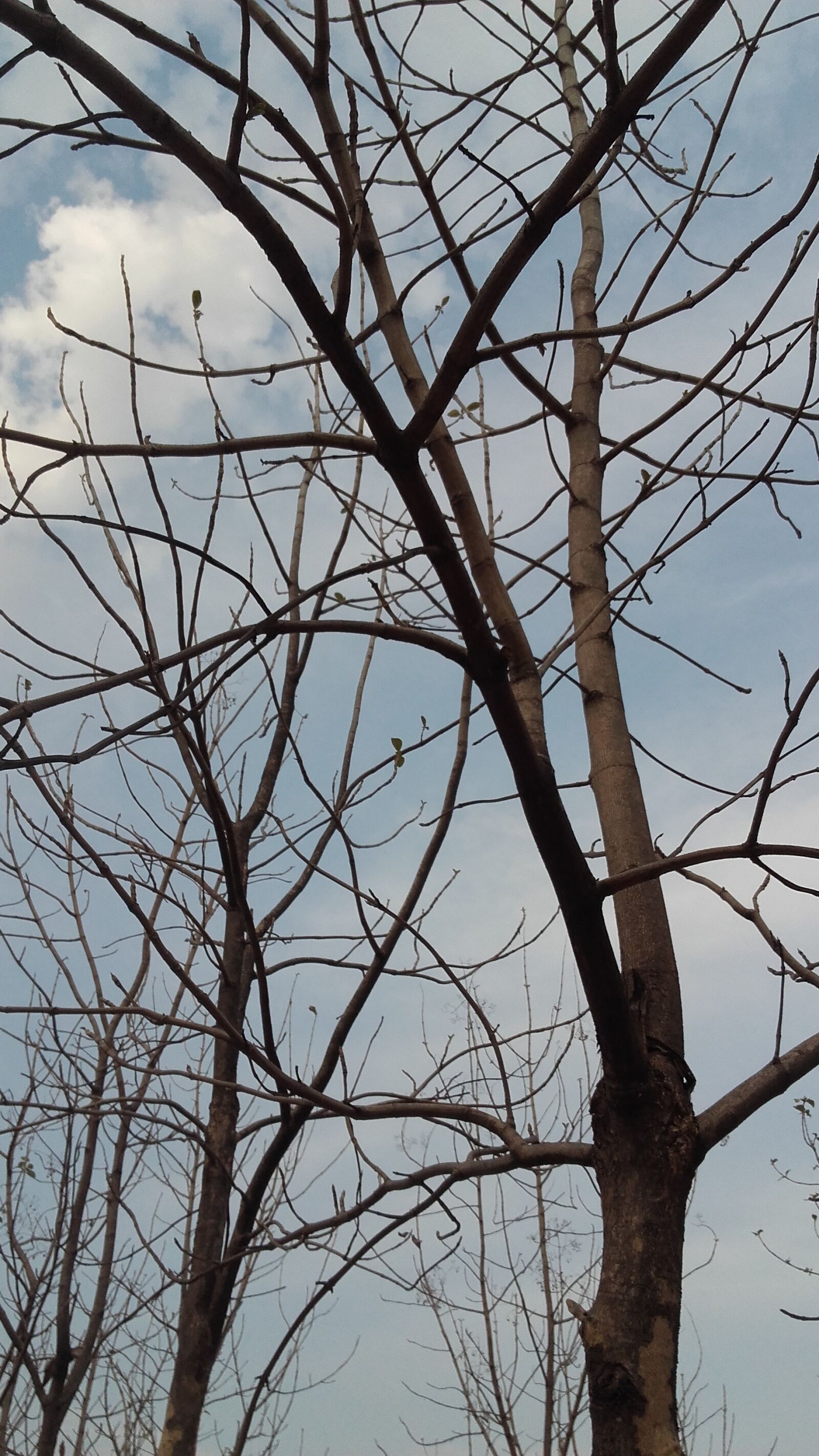 Samsung Galaxy Grand Prime sample photo. Trees, in, the, forest photography