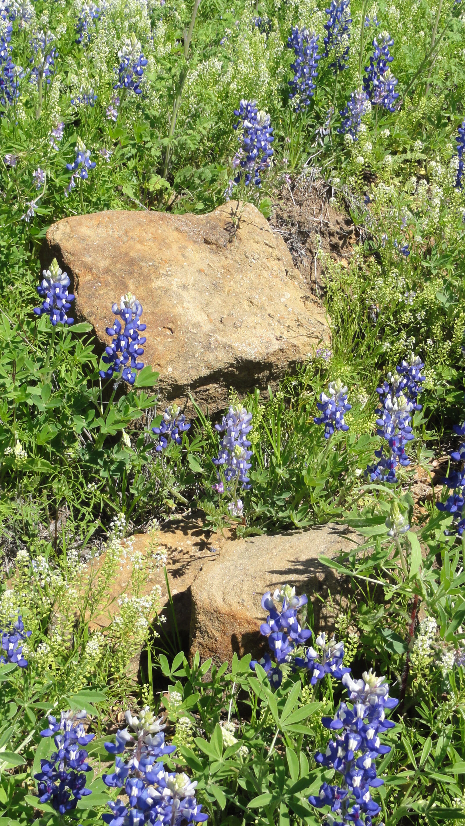 Sony DSC-HX5V sample photo. Bluebonnets, flowers, spring, texas photography