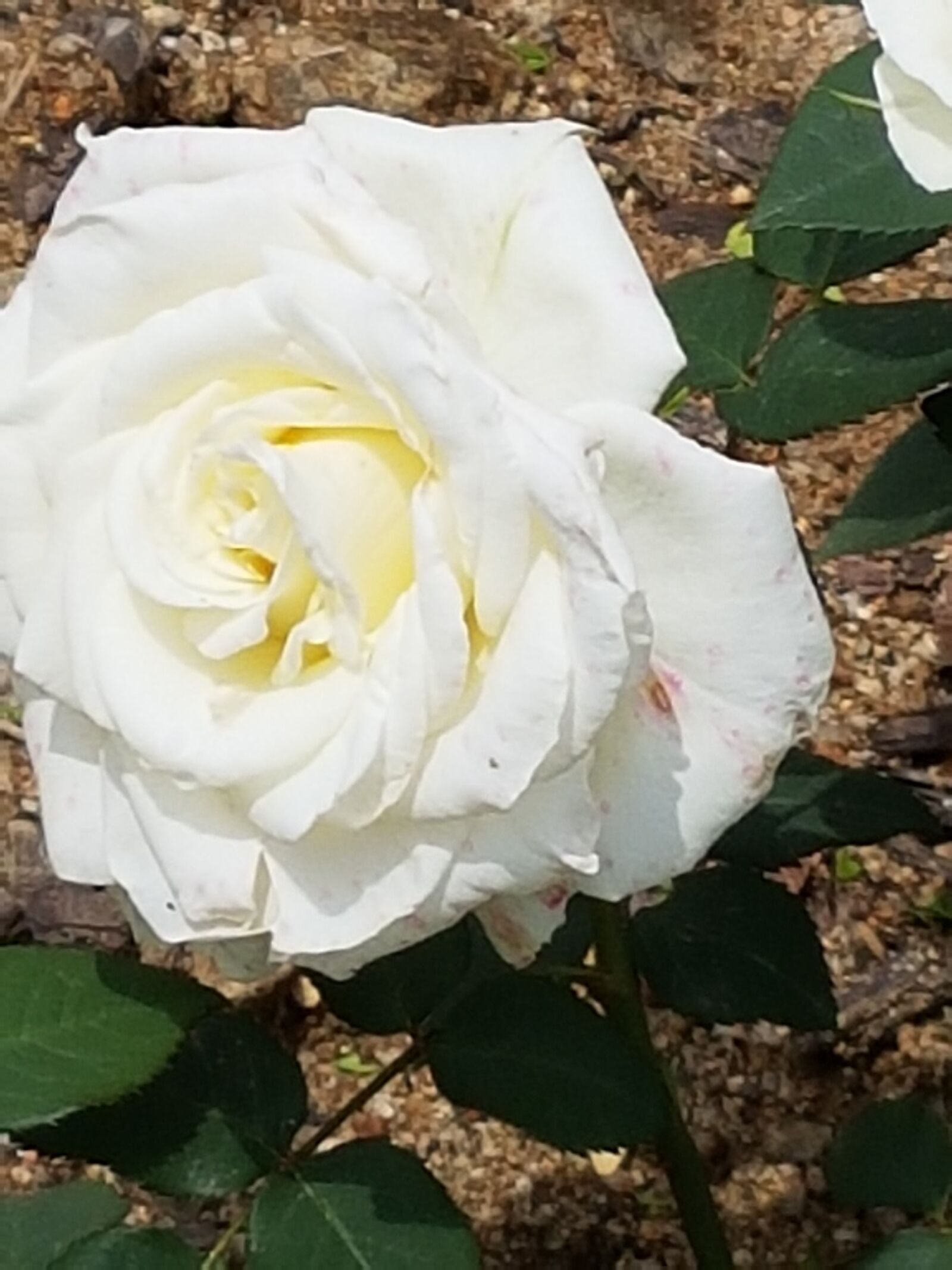 Samsung Galaxy S7 sample photo. White rose, beautiful rose photography