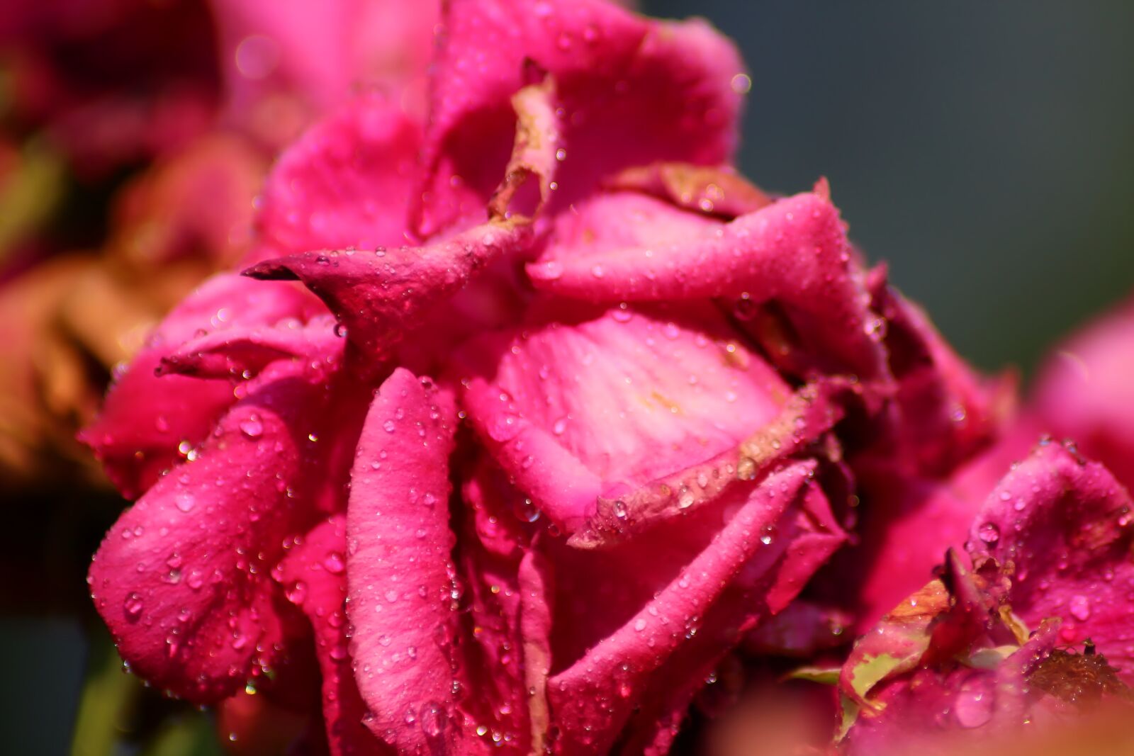 Canon EOS 1200D (EOS Rebel T5 / EOS Kiss X70 / EOS Hi) sample photo. Rosa, rain, bud photography