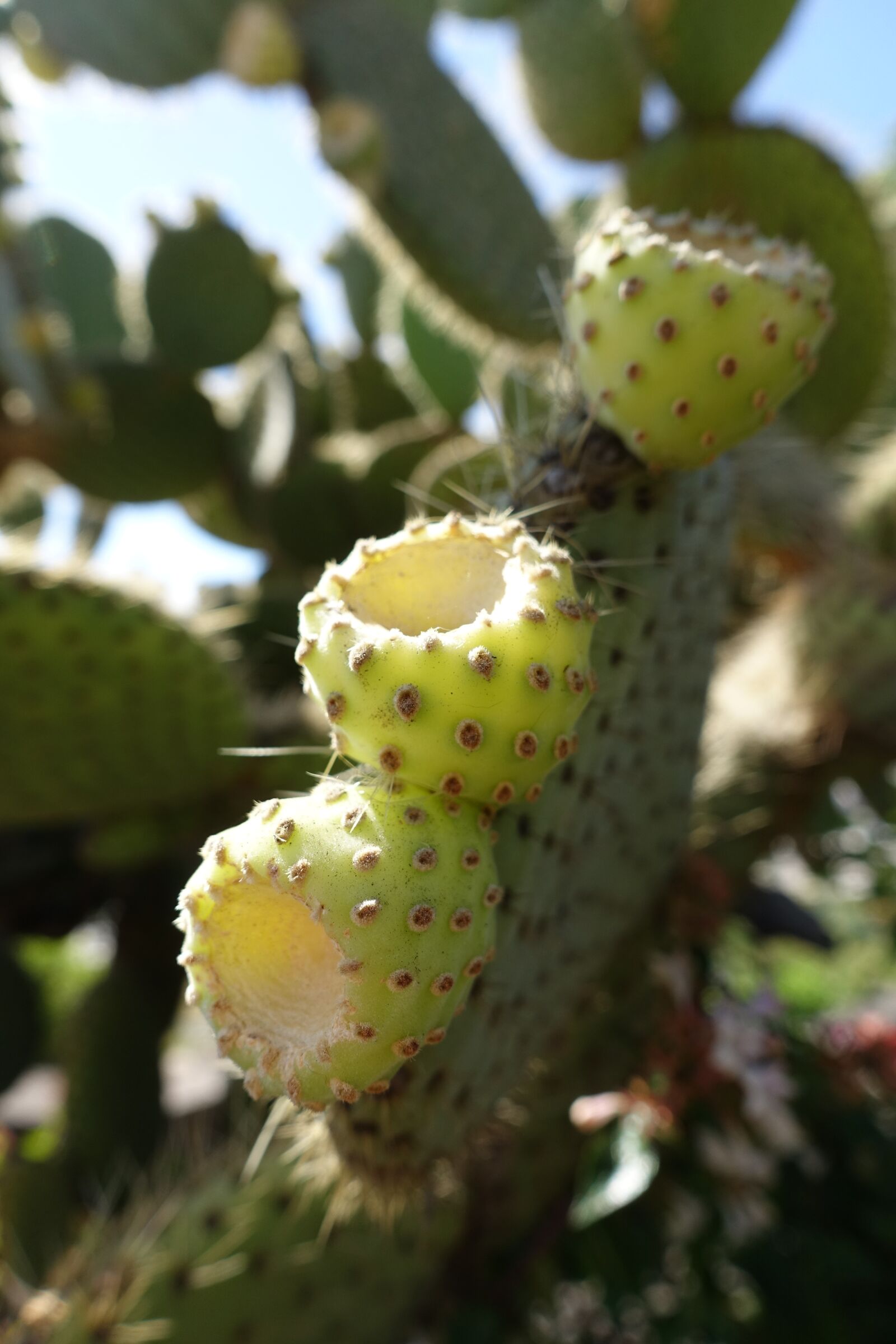 Sony Cyber-shot DSC-RX100 III sample photo. Cactus, madeira, portugal photography