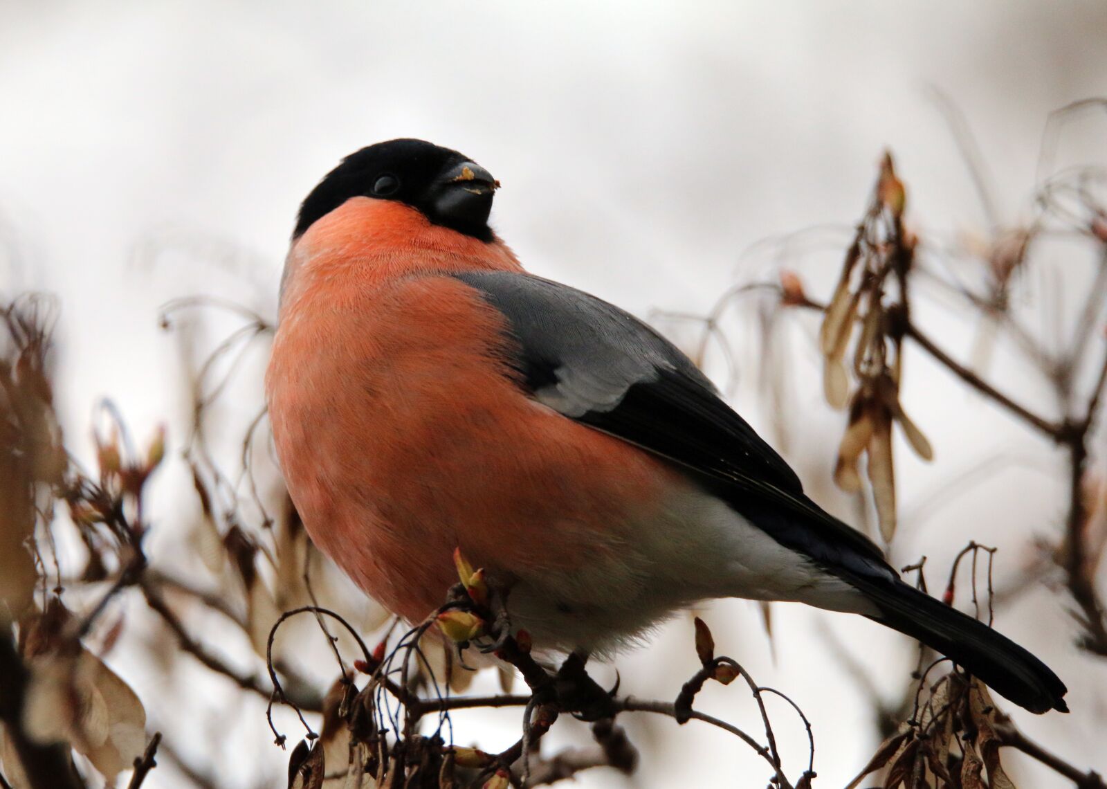 Canon EOS 70D sample photo. Gimpel, bird, feather photography
