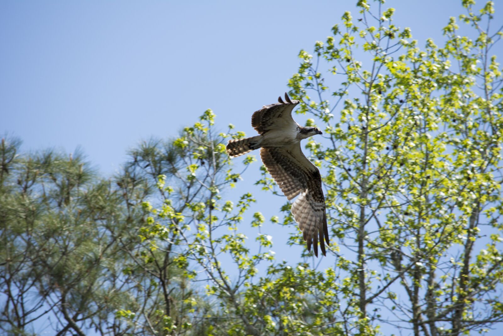 Nikon D7100 sample photo. Osprey, eagle, raptor photography