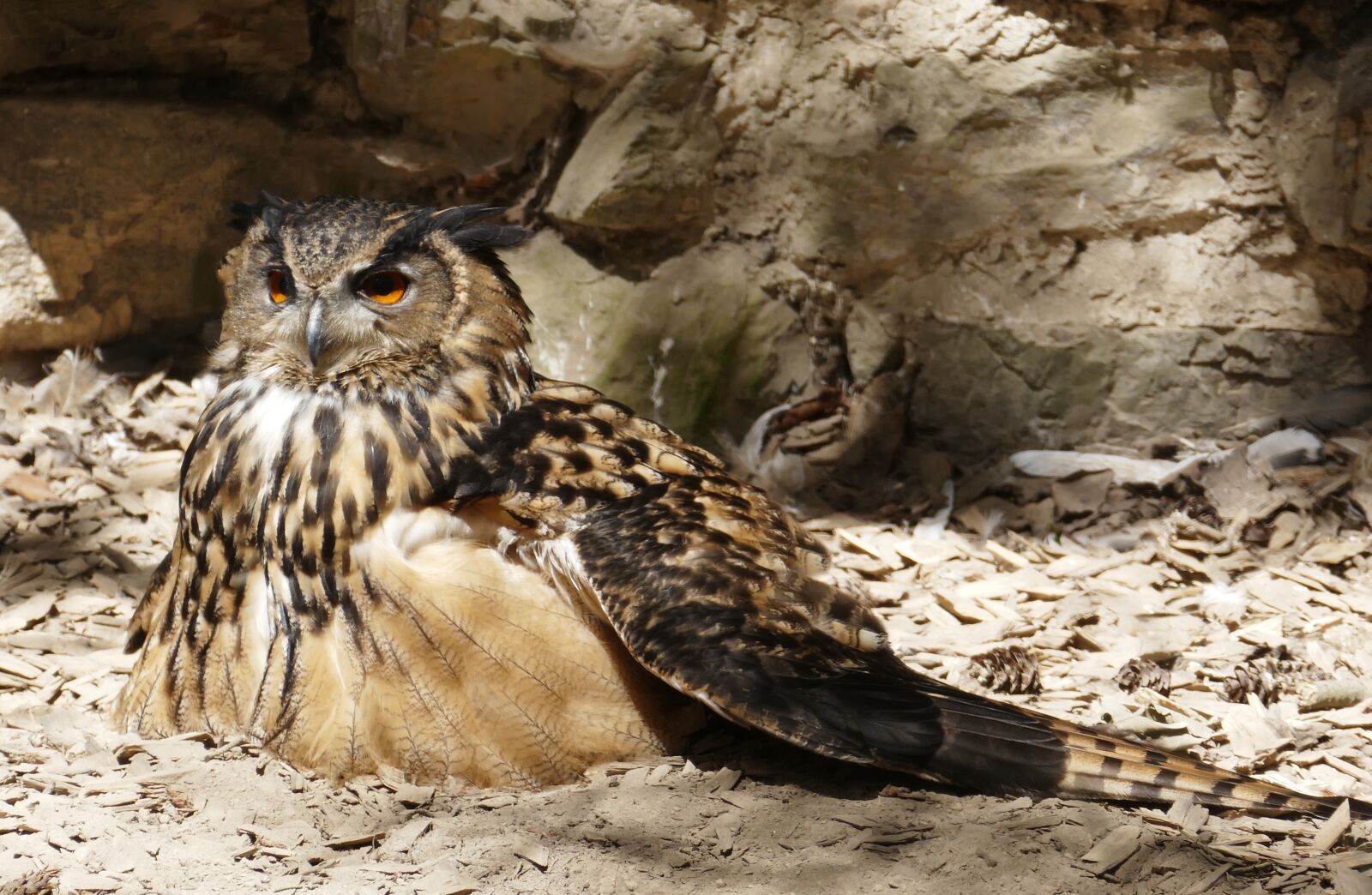 Panasonic Lumix DMC-FZ1000 sample photo. Eagle owl, bird, owl photography