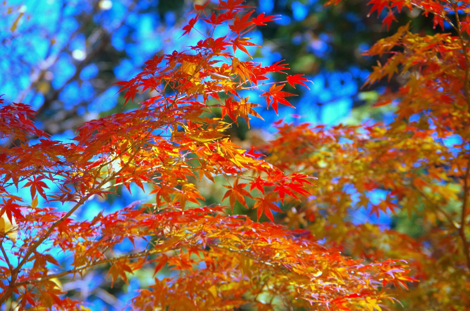 Pentax K-30 sample photo. Maple, autumn, autumnal leaves photography