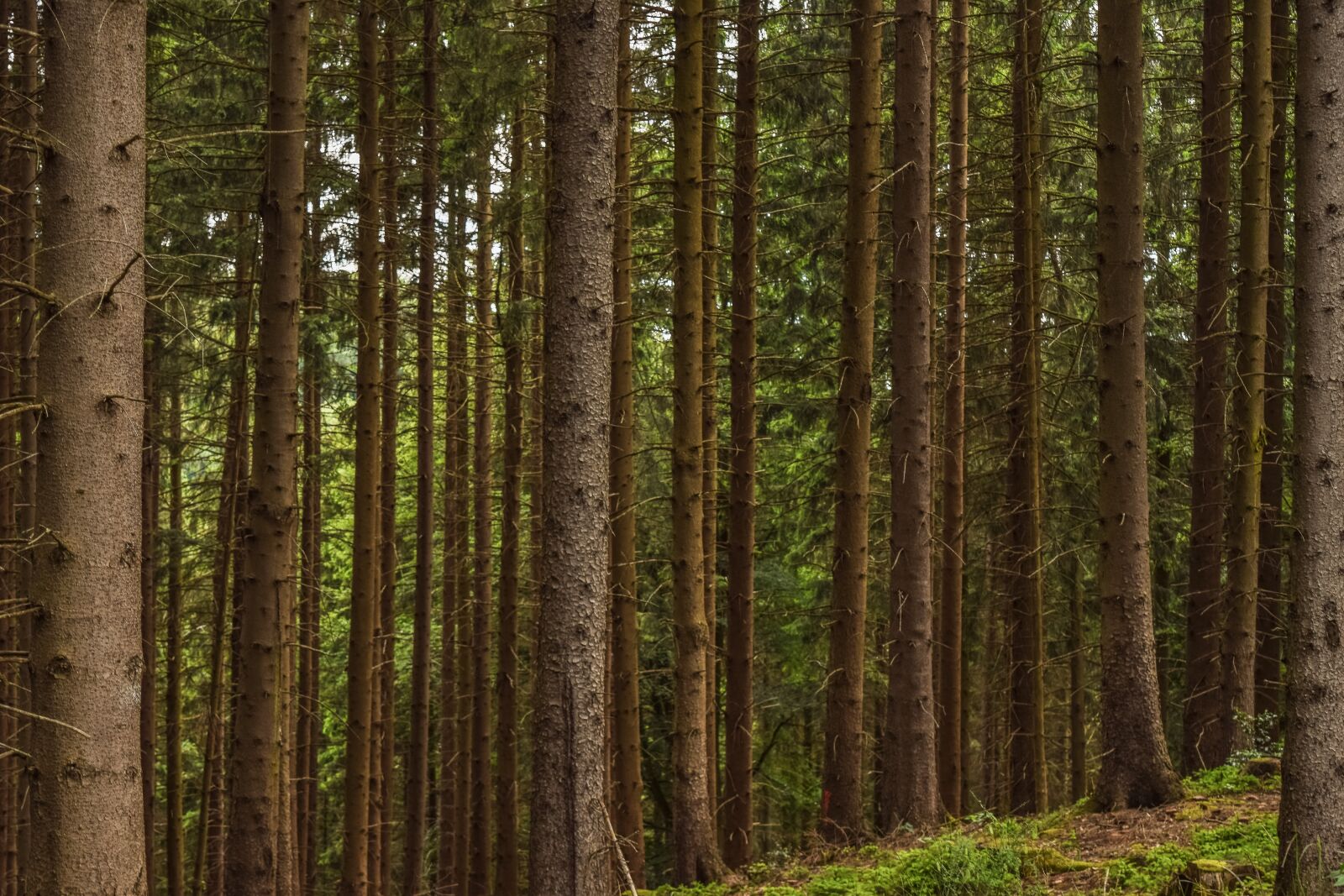 Nikon D3300 sample photo. Forest, trees, pine photography