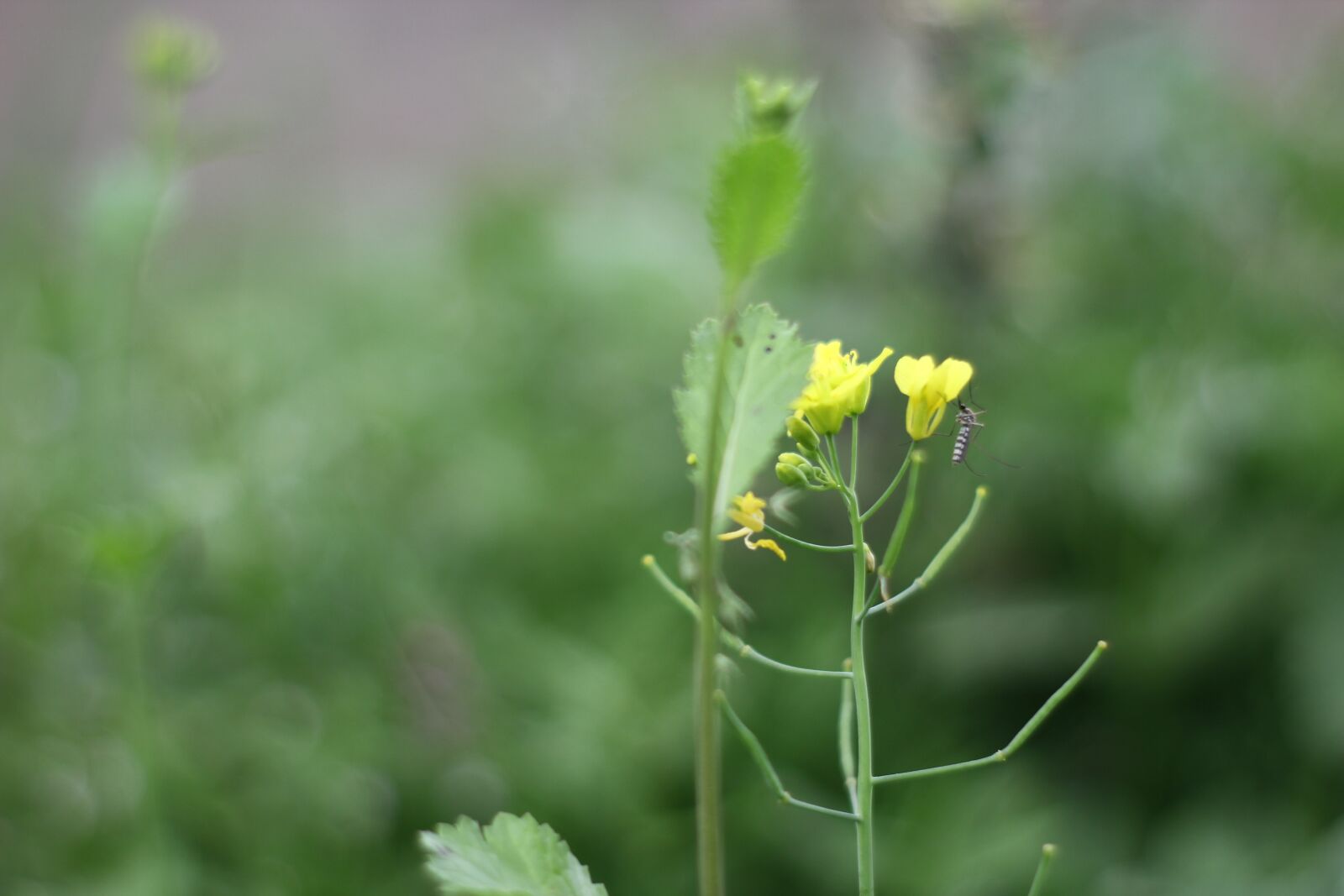Canon EOS 1200D (EOS Rebel T5 / EOS Kiss X70 / EOS Hi) sample photo. Natural beauty, flower, nature photography