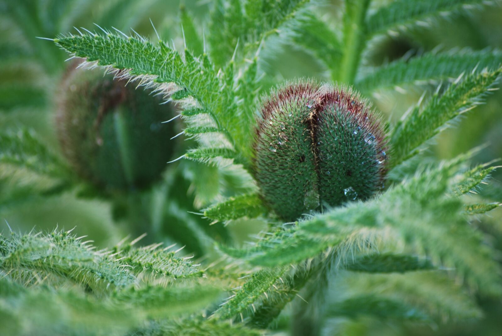 Nikon D60 sample photo. Buds, poppy, green photography