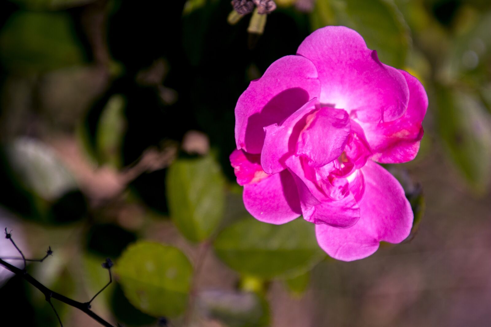 Canon EOS 700D (EOS Rebel T5i / EOS Kiss X7i) sample photo. Rosa, ornamental flower, garden photography