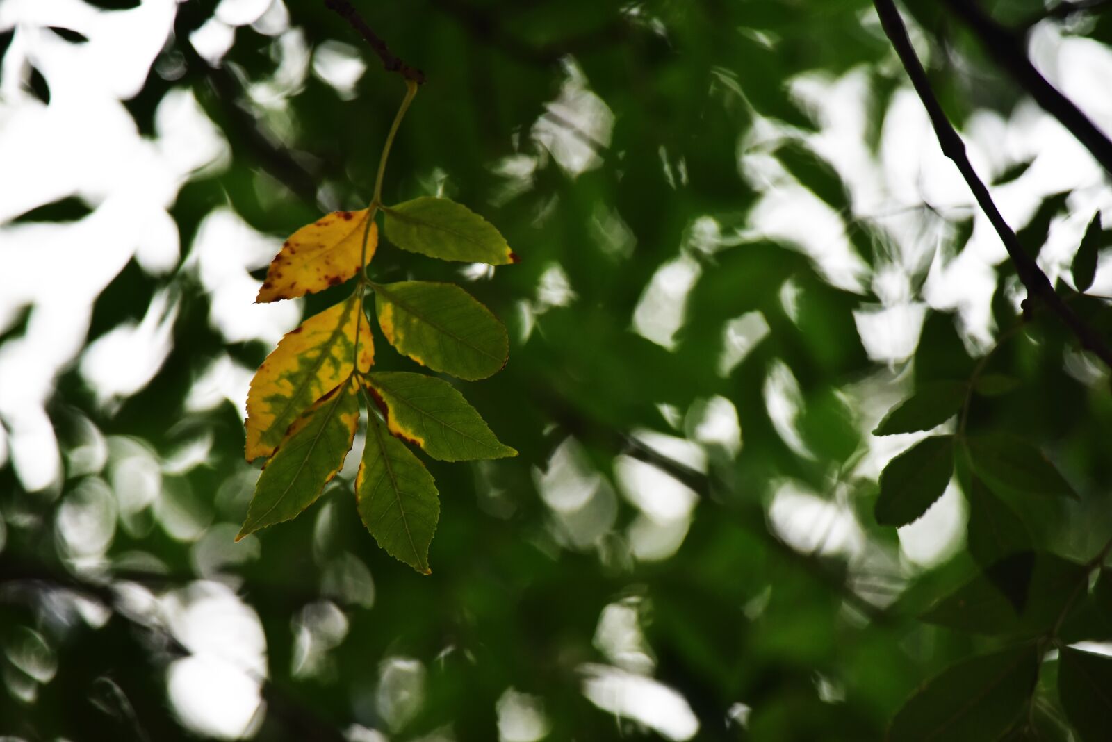 Nikon D810 sample photo. Leaves, sunshine photography