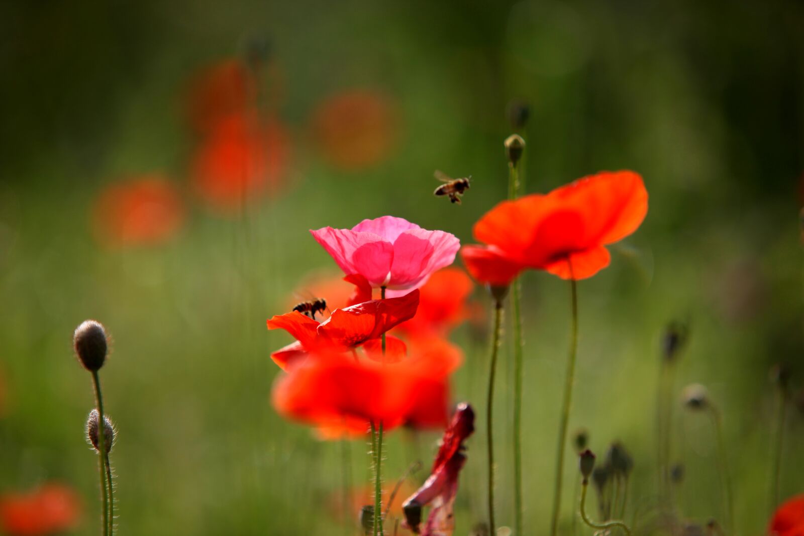 Canon EOS 5D Mark II sample photo. Nature, flowers, plants photography