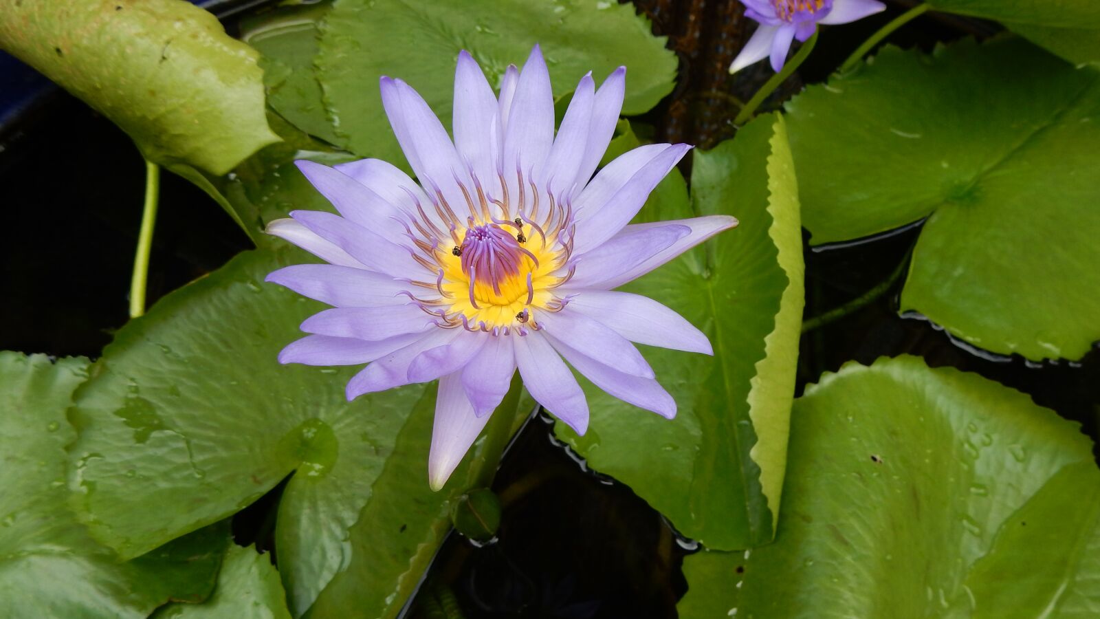 Nikon Coolpix S9900 sample photo. Lotus, lotus flower, lotus photography