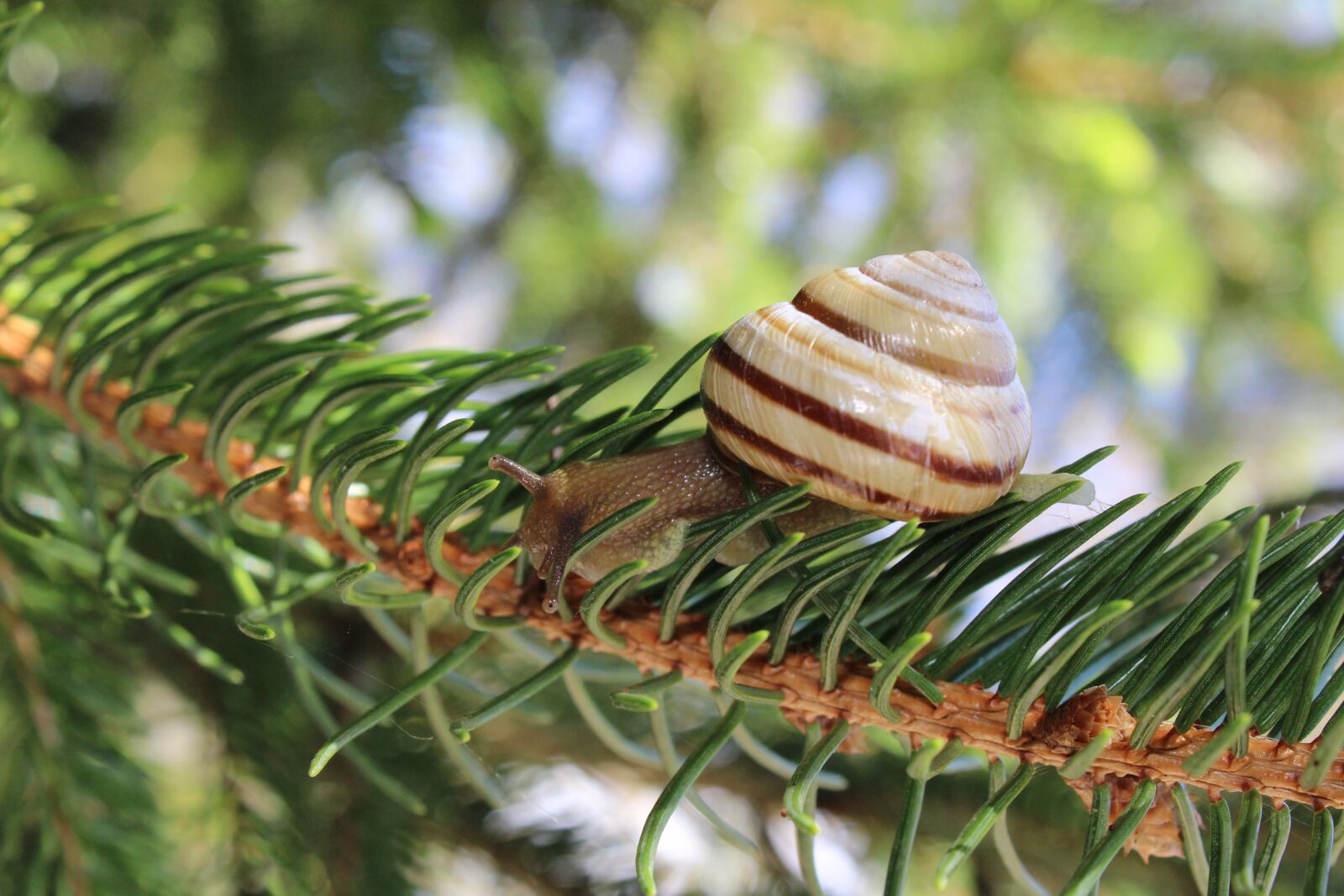 Canon EOS 2000D (EOS Rebel T7 / EOS Kiss X90 / EOS 1500D) sample photo. Nature, tree, snail photography