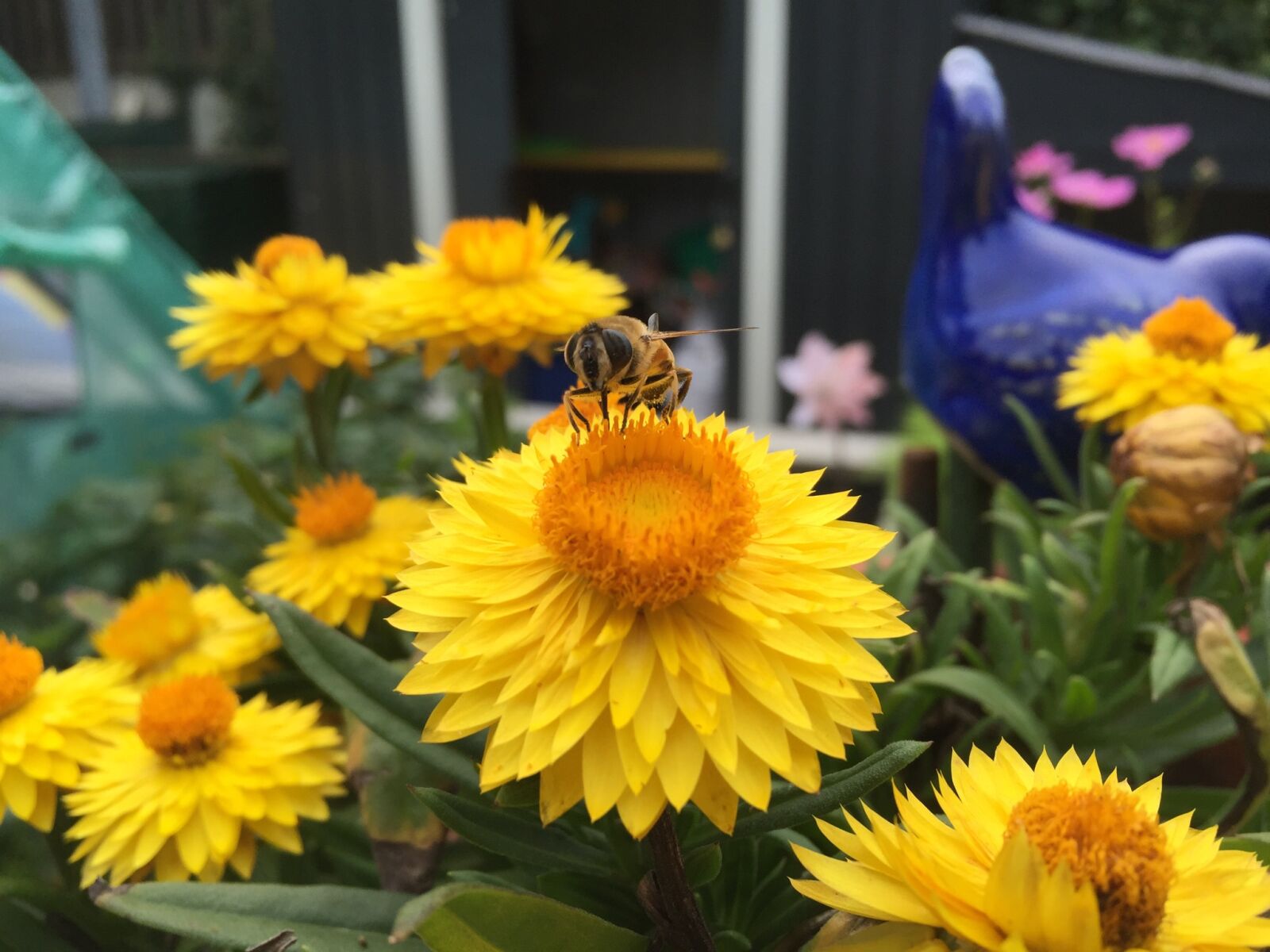 Apple iPhone 6 sample photo. Flower, garden, insect, strawflower photography
