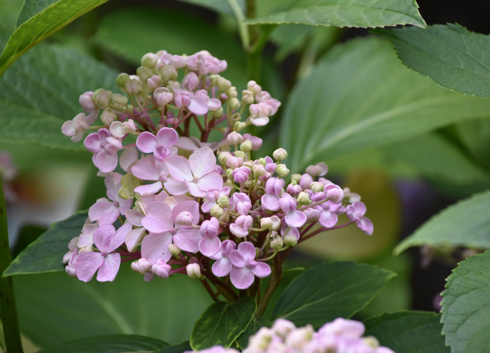 Nikon D5600 sample photo. Flower, pink, nature photography