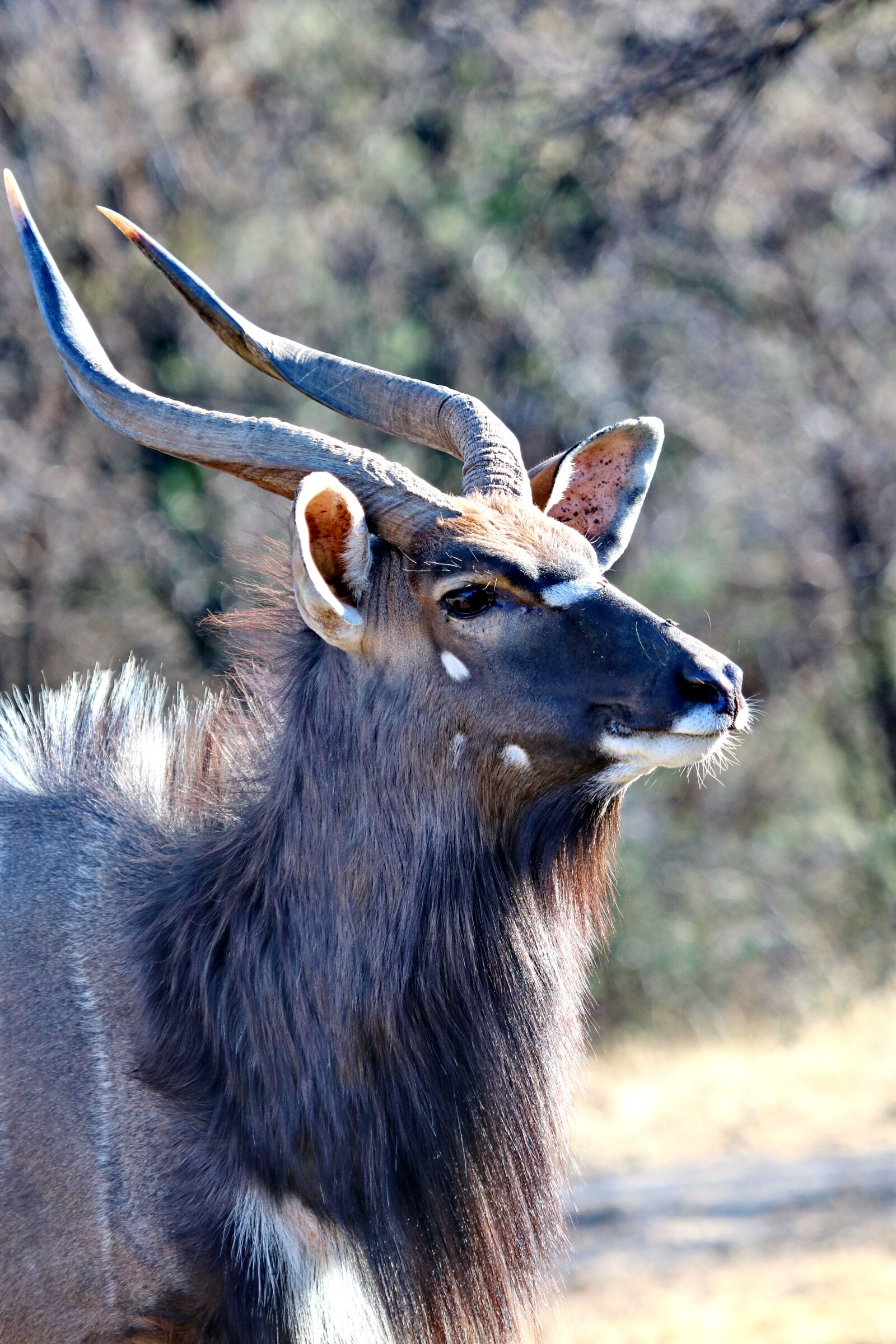 Canon EOS 760D (EOS Rebel T6s / EOS 8000D) sample photo. Nyala, bull, males photography