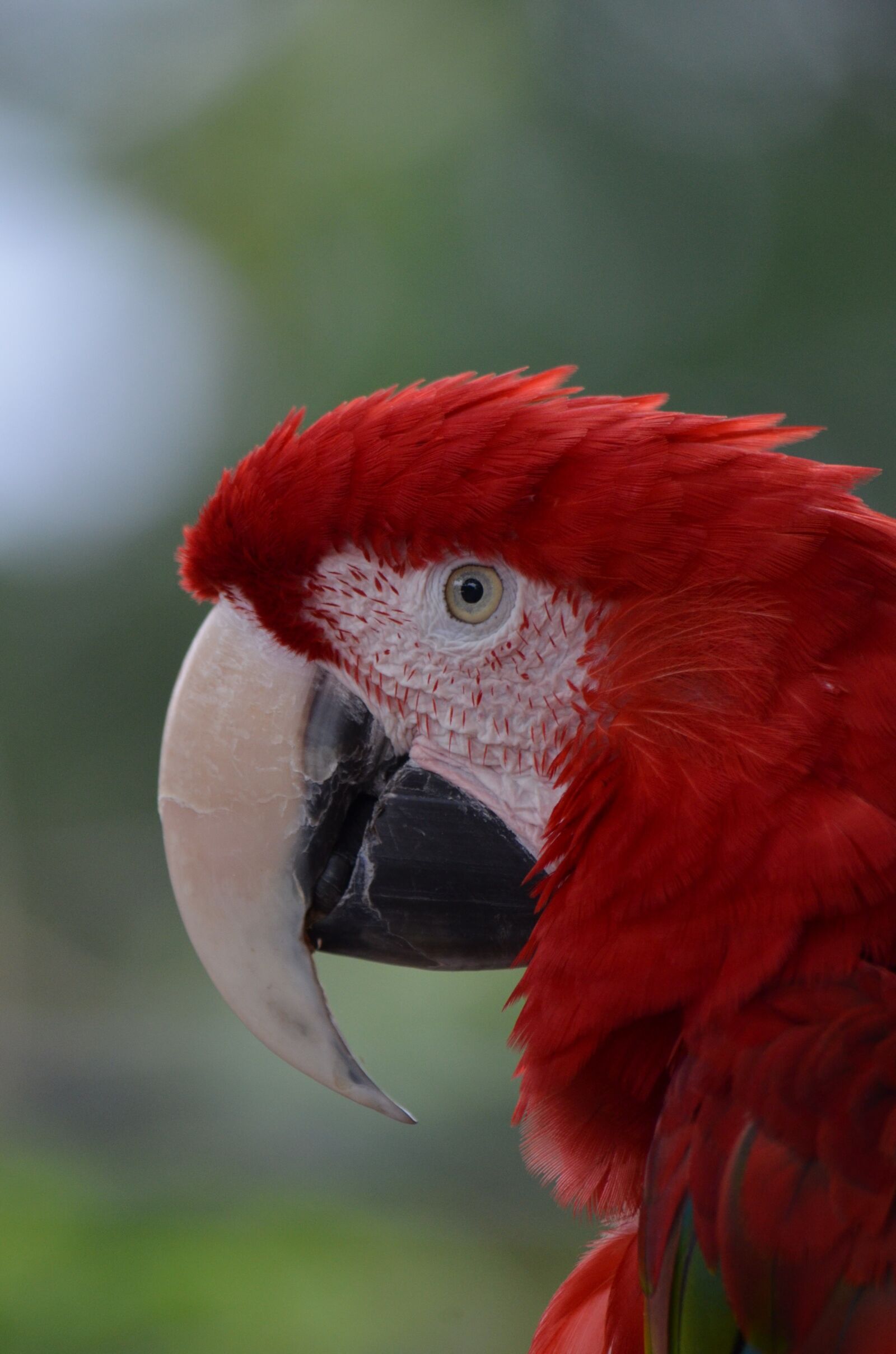 Nikon D7000 sample photo. Bird, macaw, nature photography