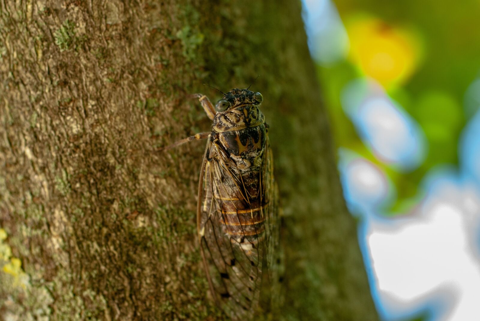 Nikon D80 sample photo. Cicada, wing, nature photography