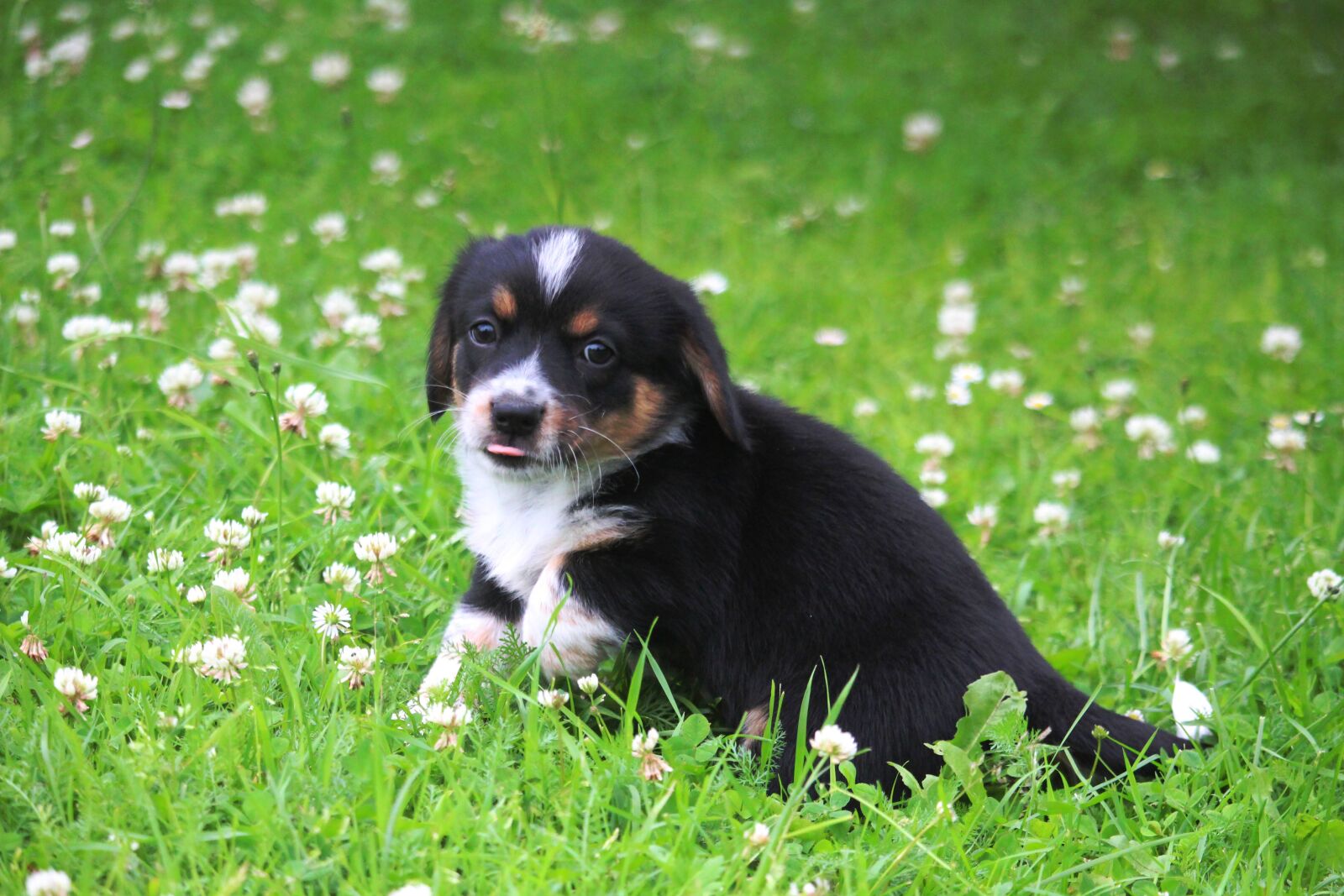 Canon EF-S 55-250mm F4-5.6 IS STM sample photo. Puppy, doggy, grass photography