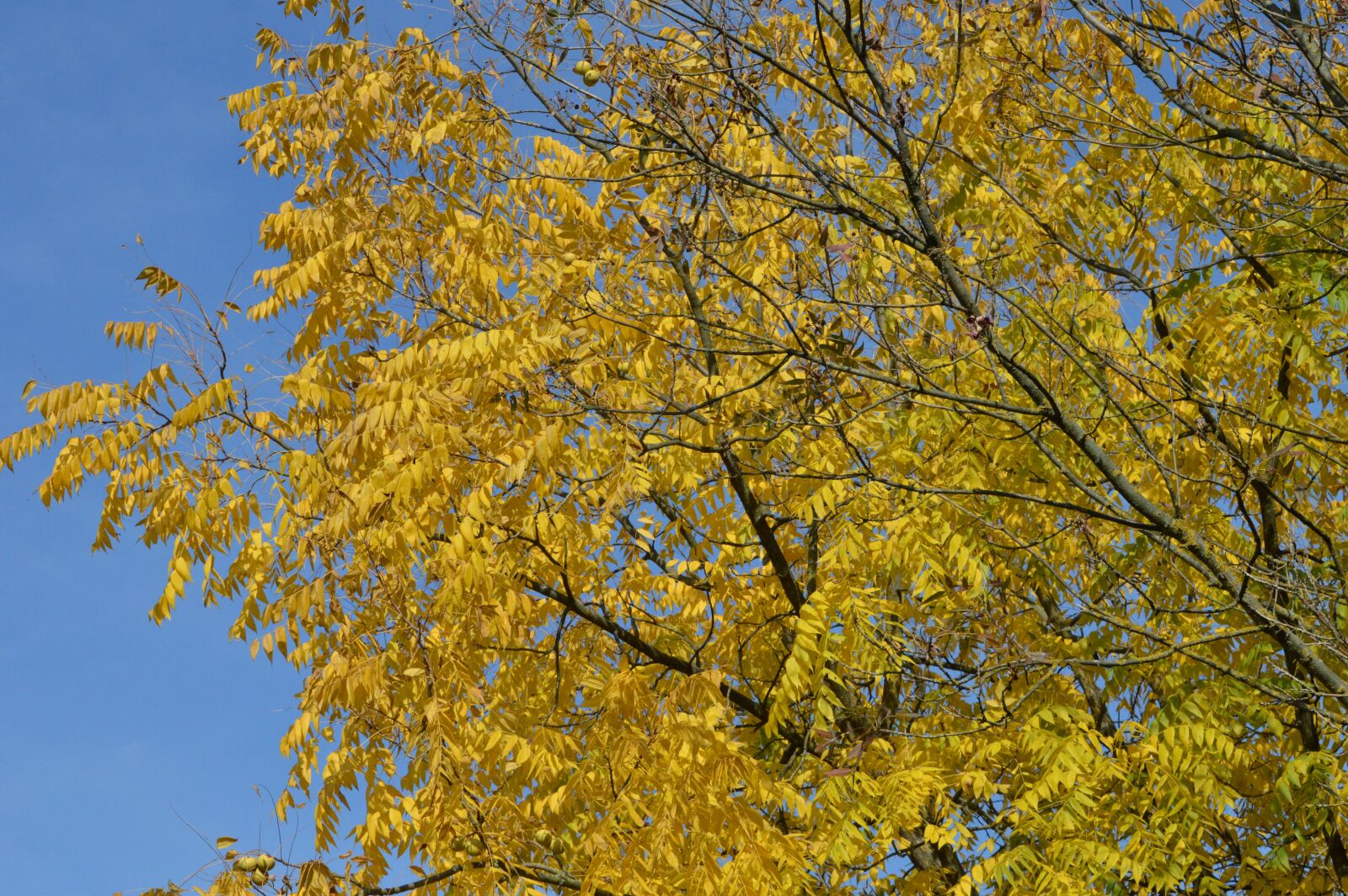 Nikon D3200 sample photo. Wood, trees, autumn photography