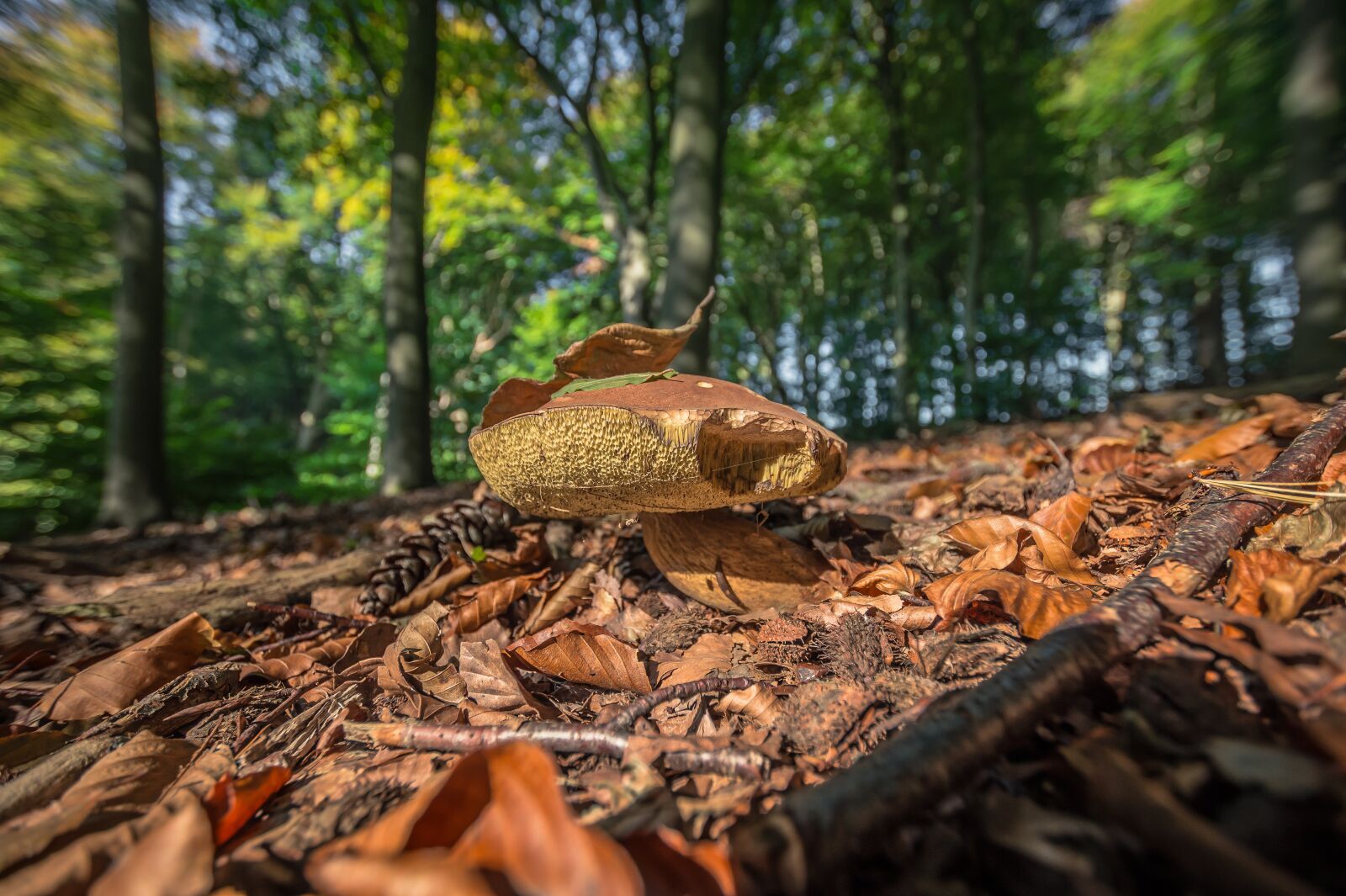 Sony SLT-A58 + 10-20mm F3.5 sample photo. Mushroom, autumn, nature photography