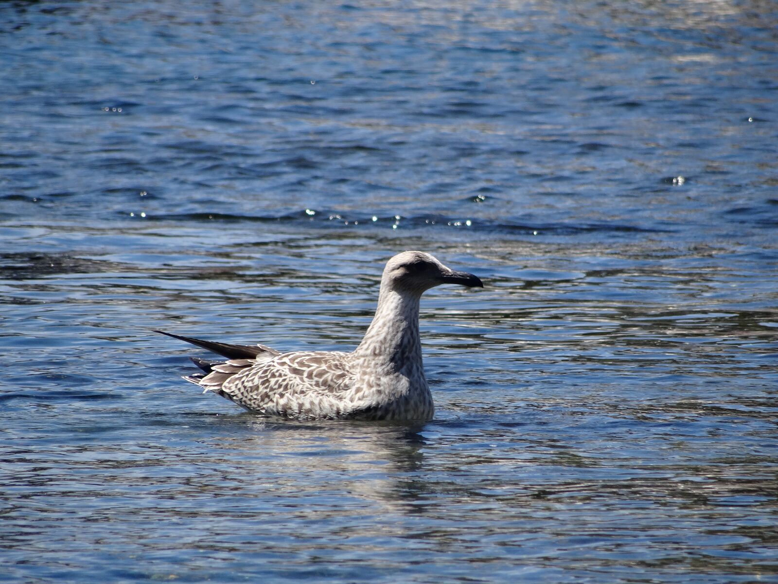 Sony DSC-HX50 sample photo. Sea, animal, seagull photography