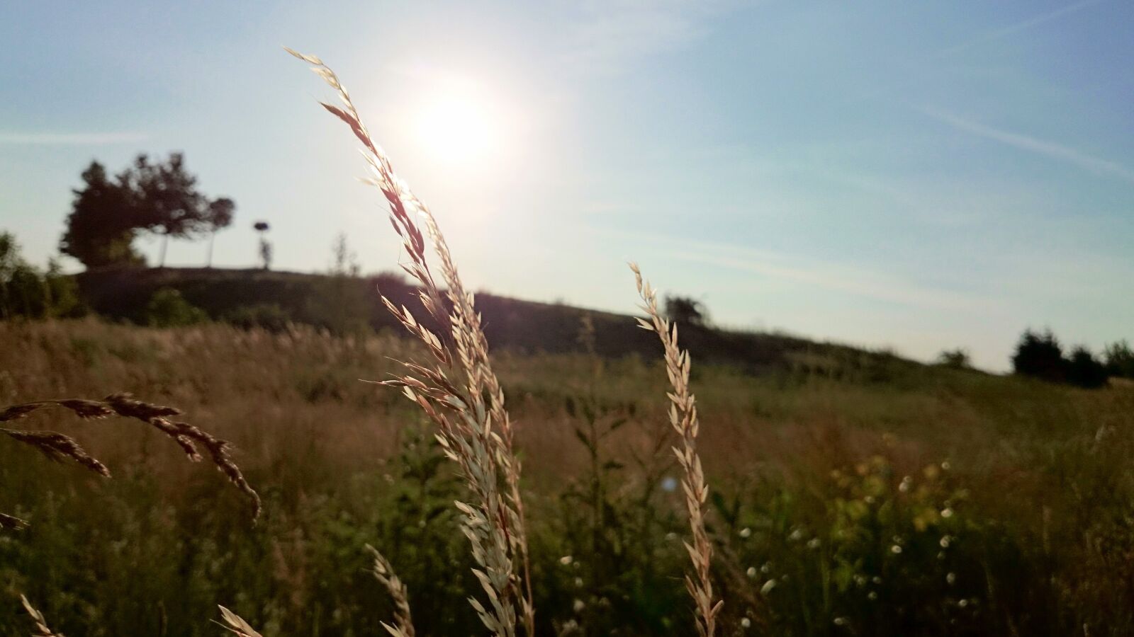 Sony Xperia Z1 sample photo. Wheat, plants, fields photography