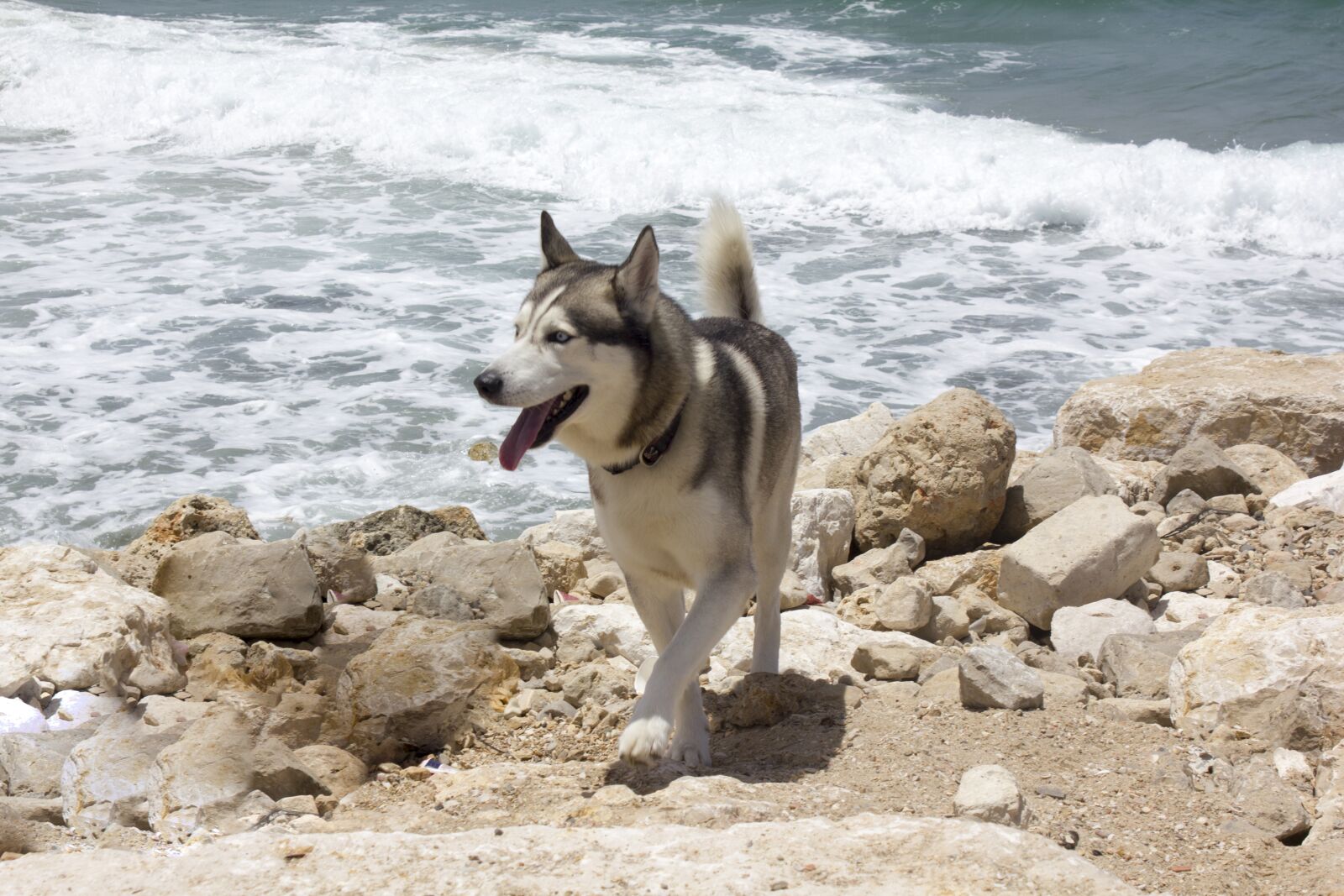 Canon EOS 550D (EOS Rebel T2i / EOS Kiss X4) sample photo. Dog, sea, stone photography