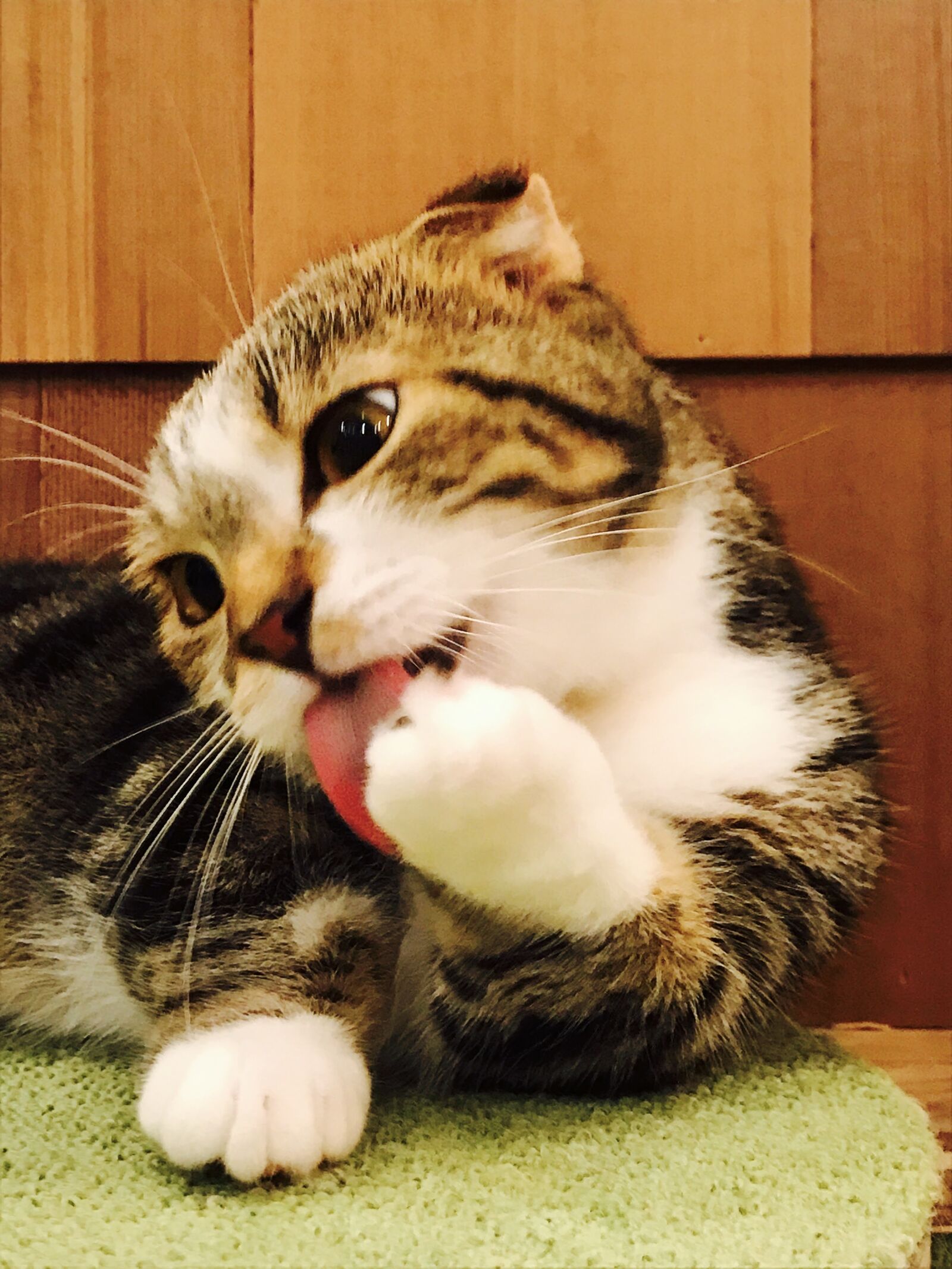 iPhone 7 back camera 3.99mm f/1.8 sample photo. Cat, cafe, japan photography