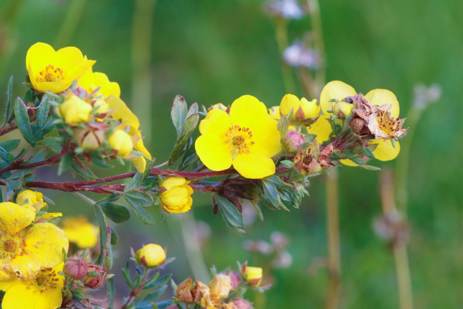 Canon EOS 7D Mark II sample photo. Flower, autumn, nature photography