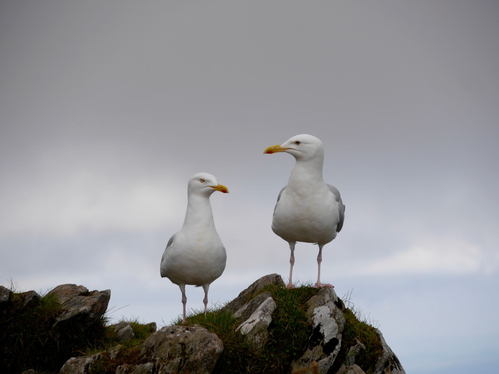 Panasonic Lumix DMC-G6 sample photo. Seagulls, wales, sky photography