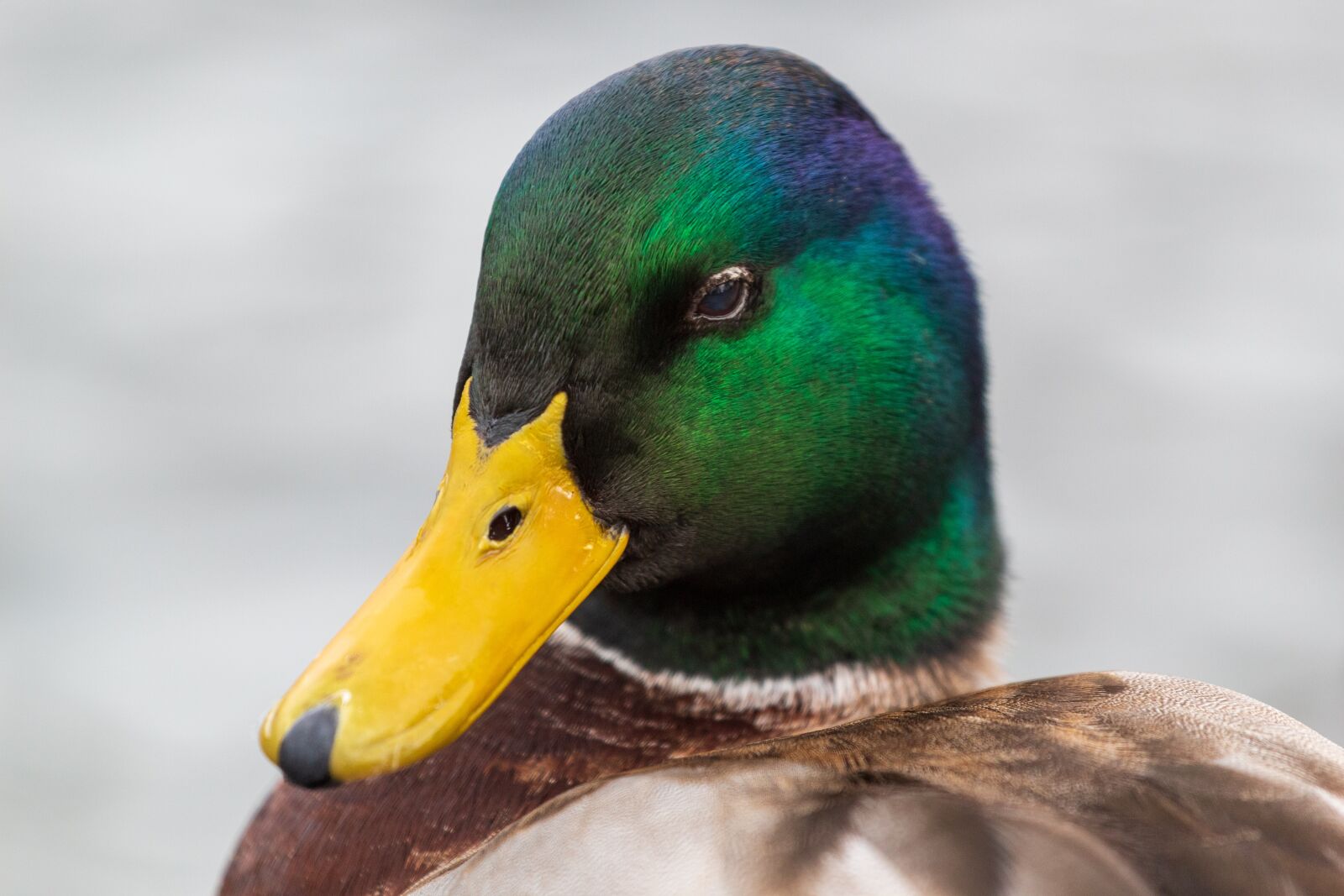 Canon EF 70-200mm F4L USM sample photo. Duck, mallard, colourful photography