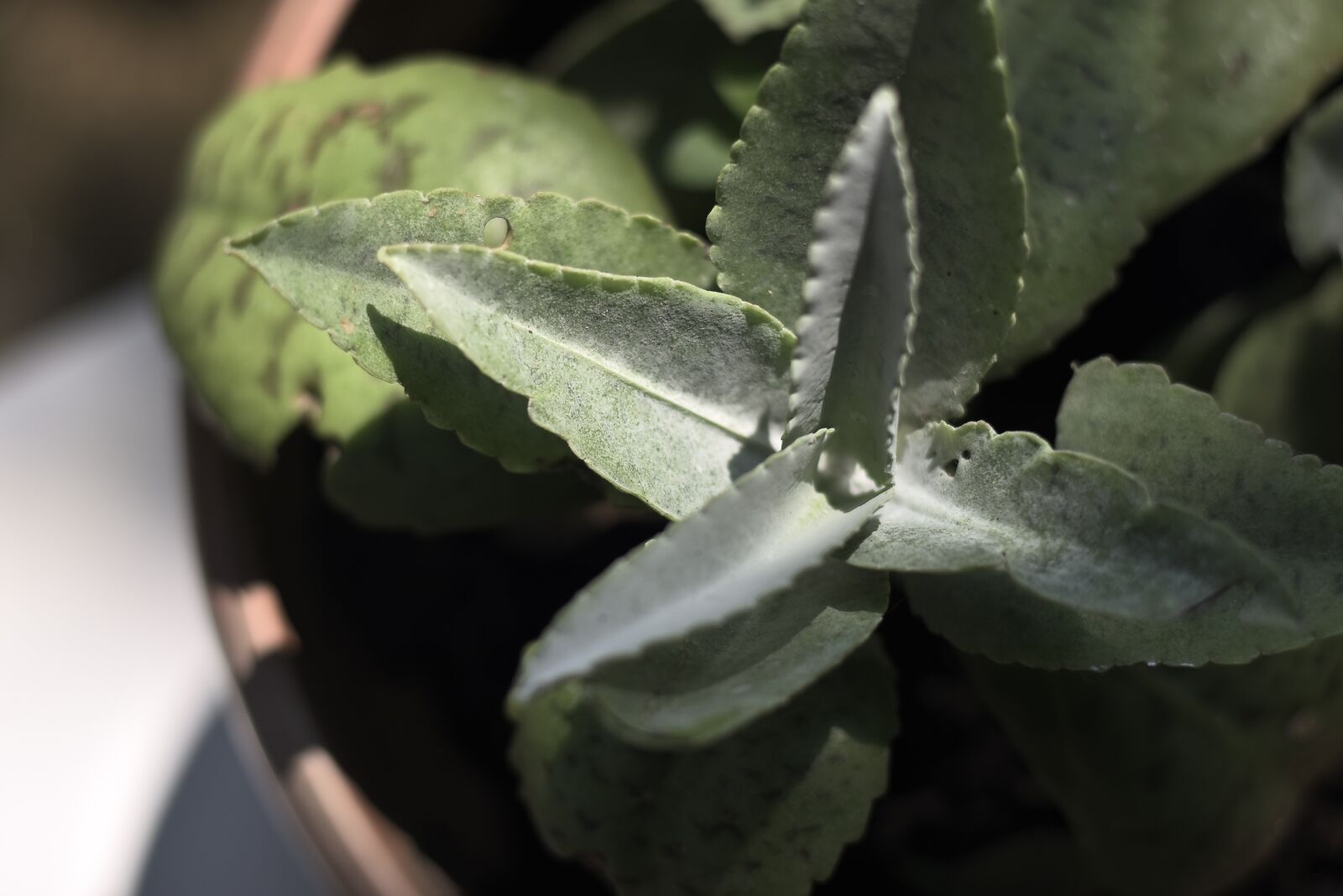 Nikon D7200 sample photo. Leaf, green, nature photography
