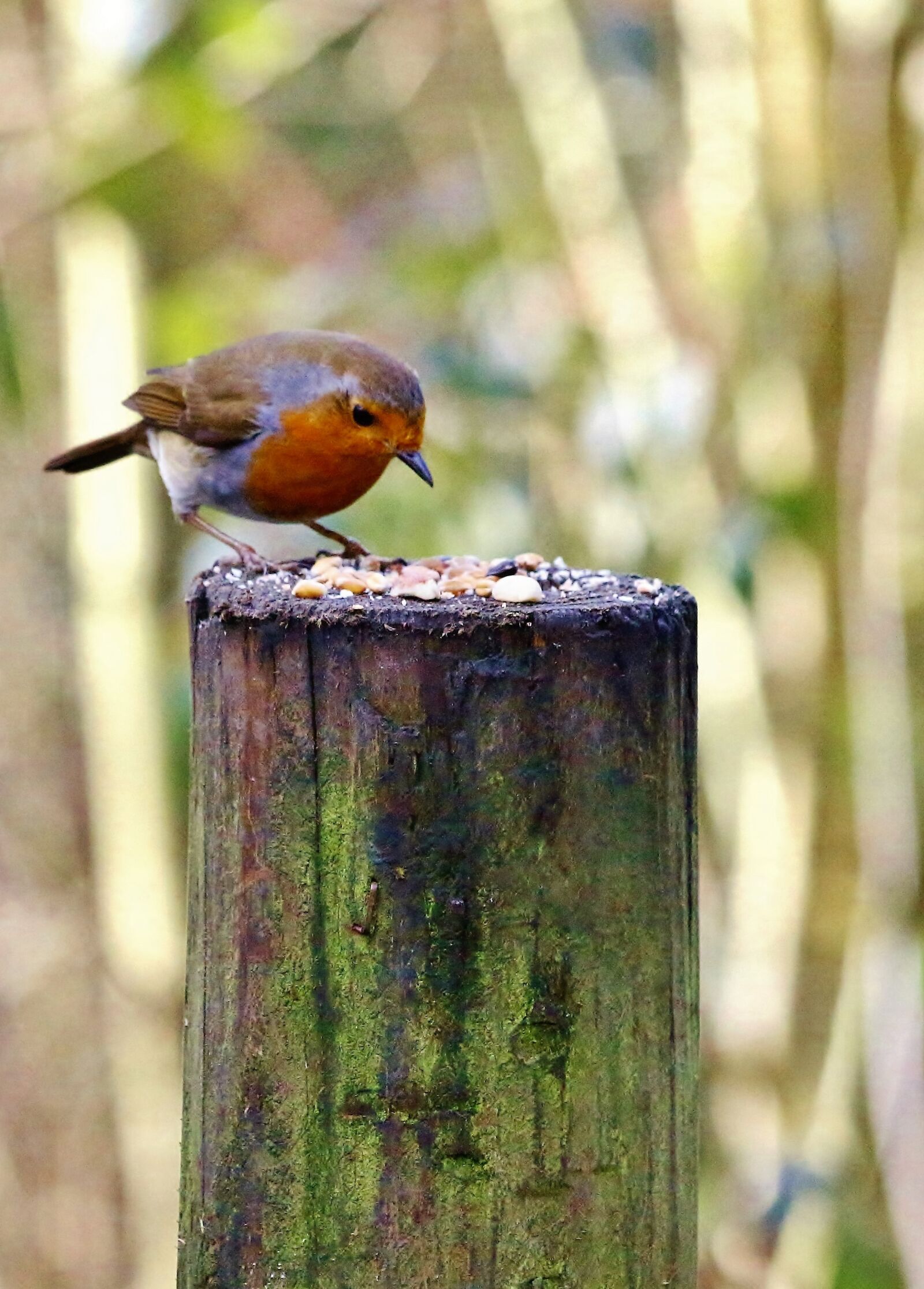 Canon EOS 650D (EOS Rebel T4i / EOS Kiss X6i) sample photo. Robin, bird, nature photography