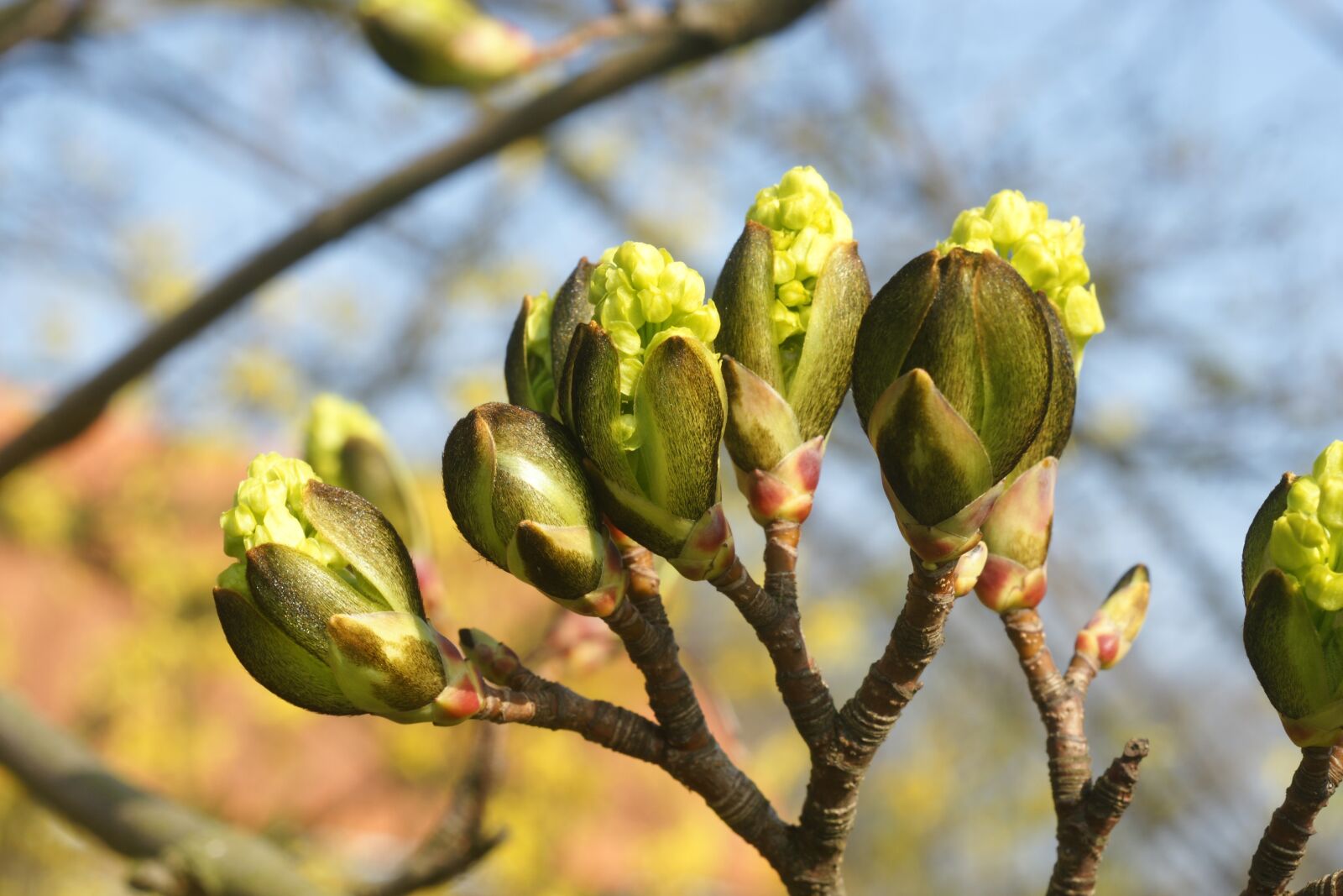 Sony Alpha DSLR-A700 sample photo. Flora, tree, nature photography