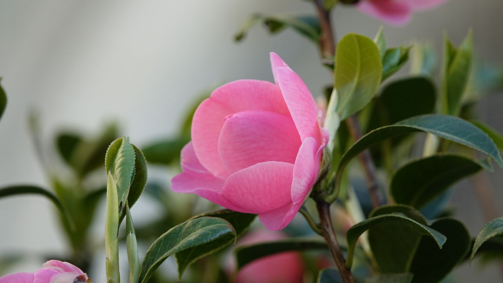 Sony Cyber-shot DSC-RX10 III sample photo. Plant, flower, nature photography