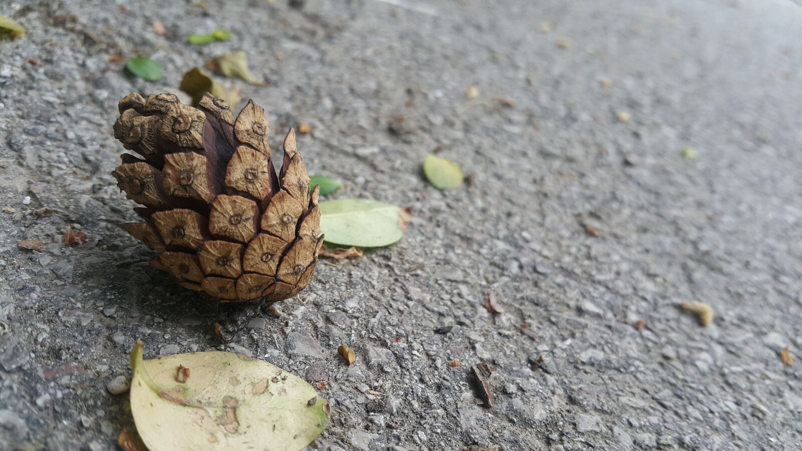 Samsung Galaxy Note4 sample photo. Pine, nature, leaf photography
